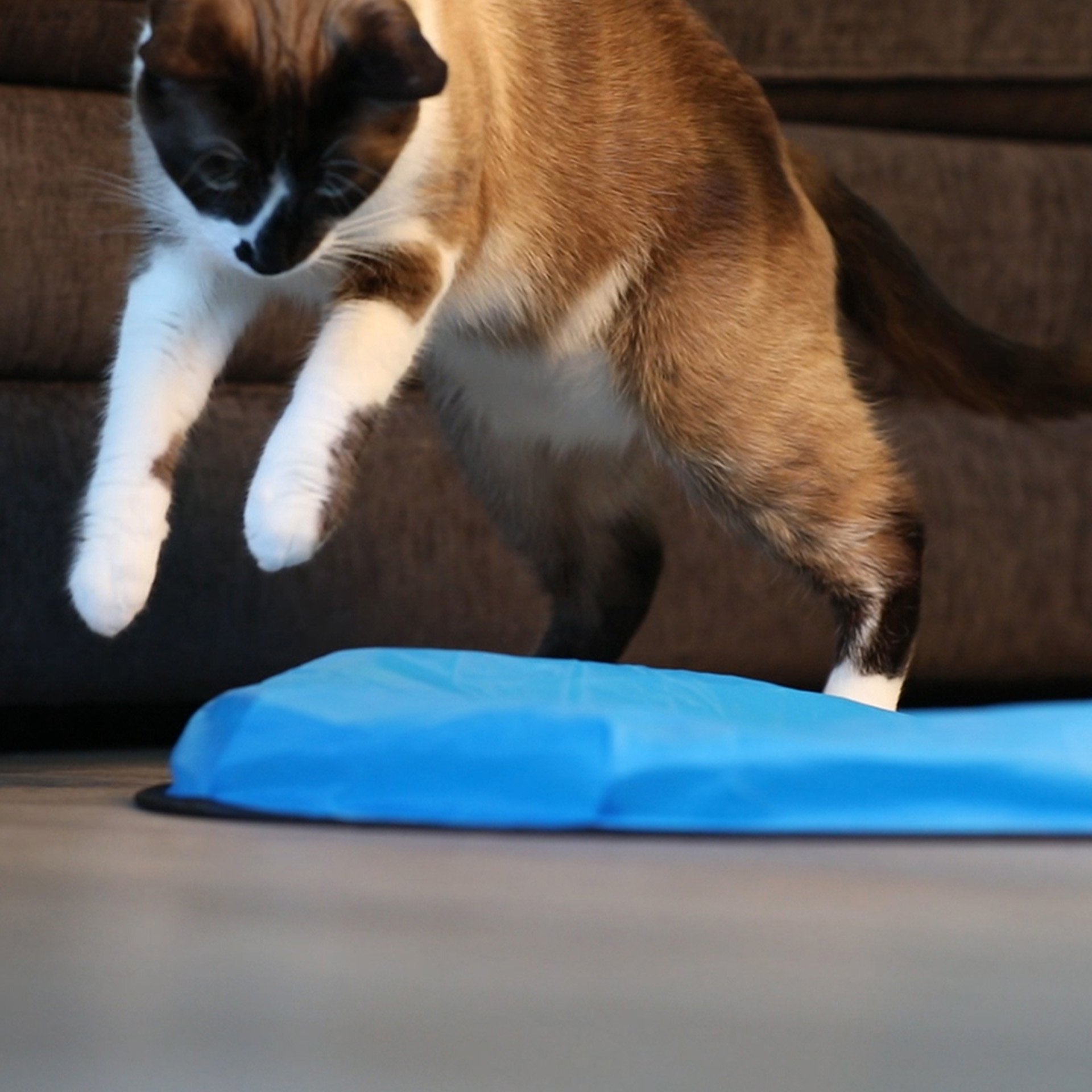MouseInPouch_6790_07 Katze springt auf Mouse in a pouch