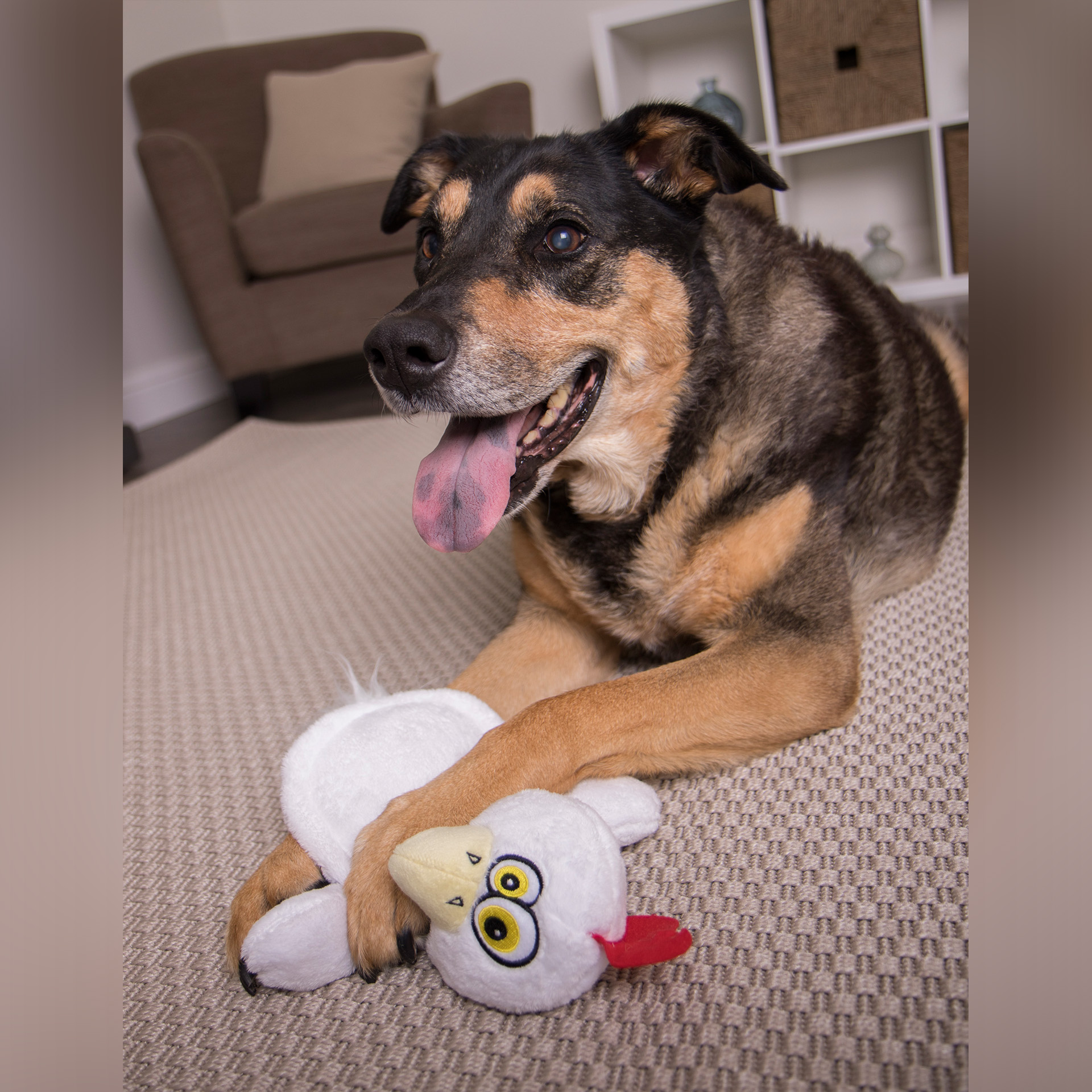 HearDoggy_chicken_39523_08 Hund kuschelt mit Hear Doggy Flattie- Huhn