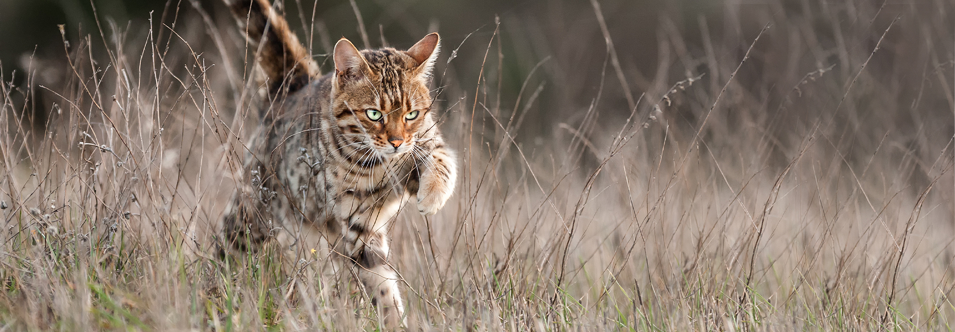 Katze nach der Fütterung mit Nassfutter