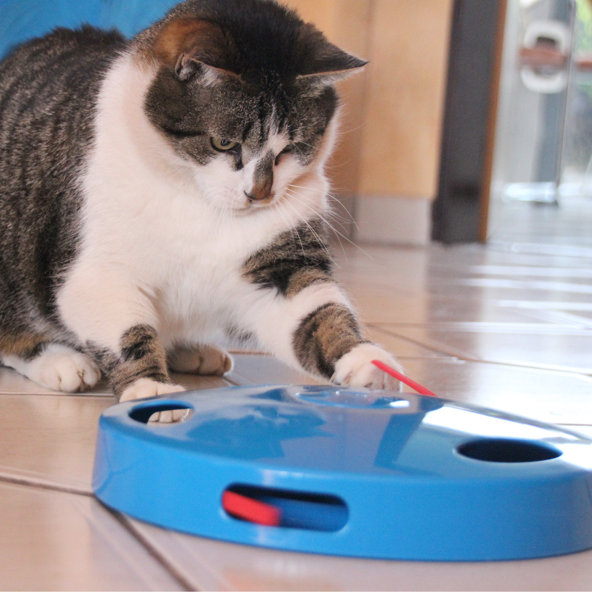 Tail Spin & Chase