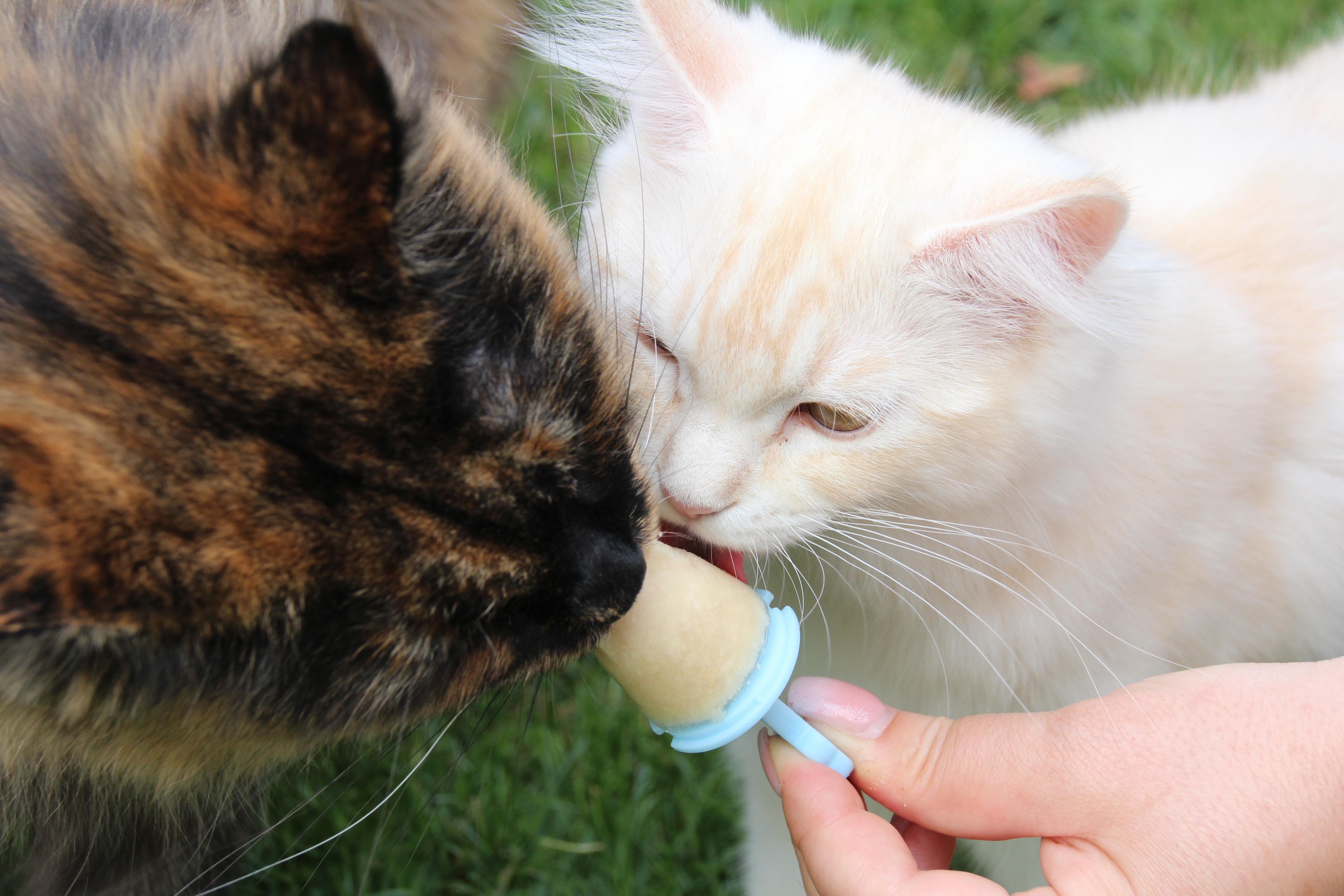 Zwei Katzen schlecken Kitty Beat Eismischung