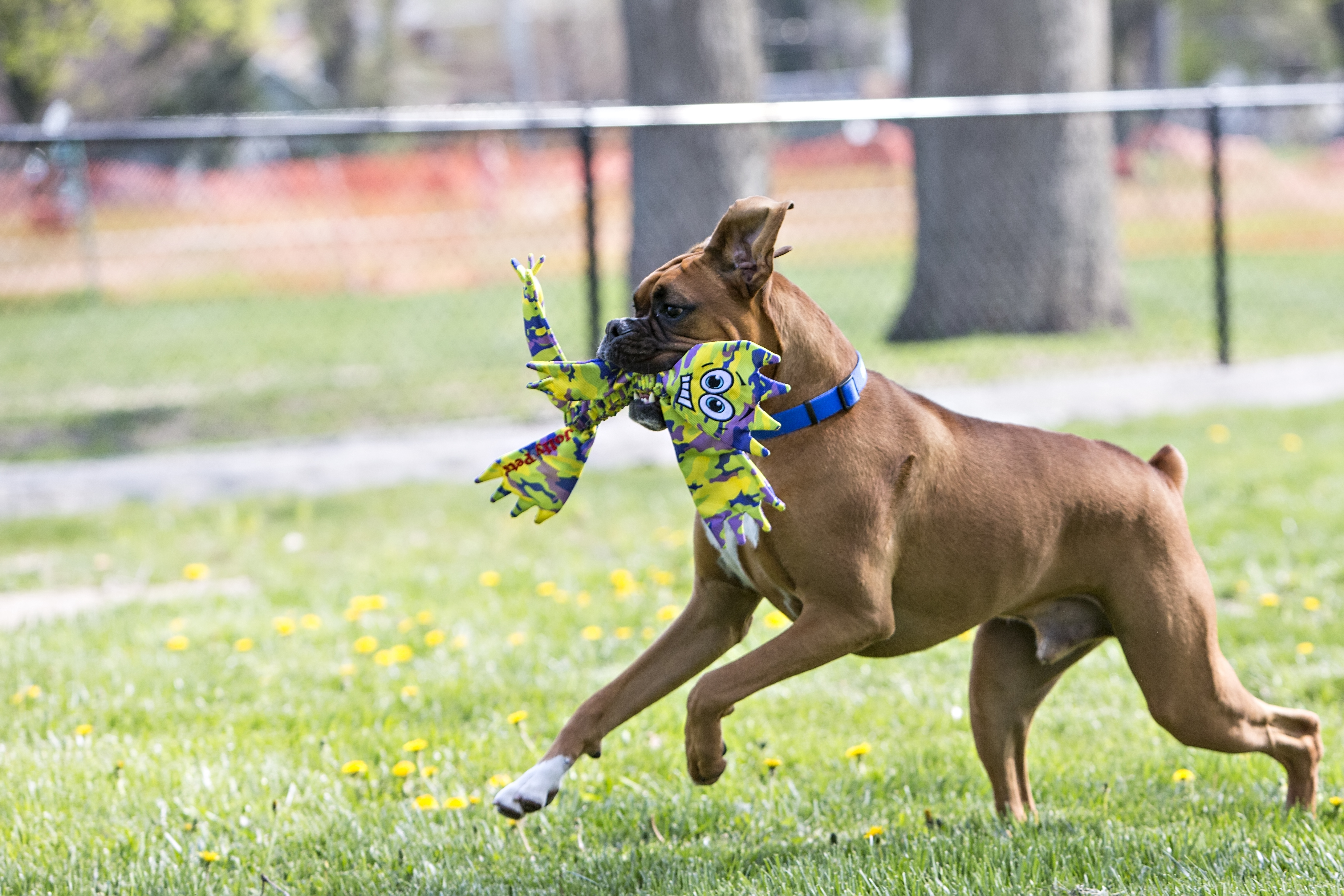 Boxer-mit-Flathead Boxer spielt mit Flathead Hundespielzeug