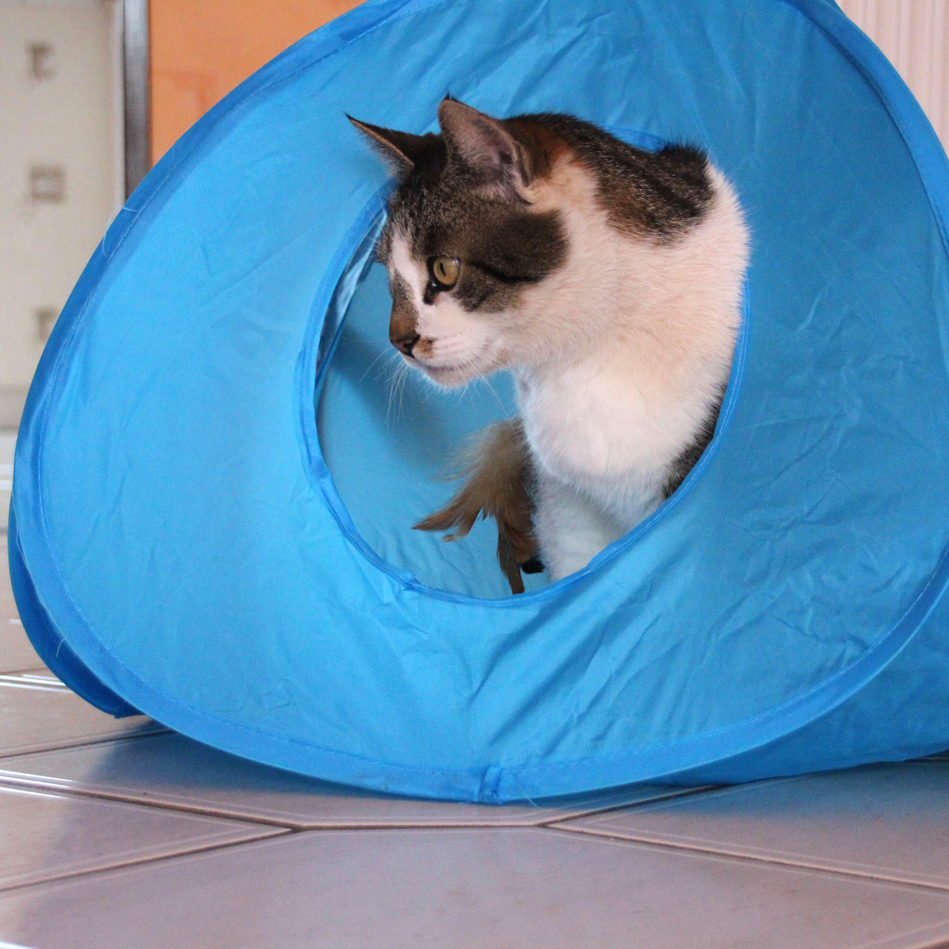 Pounce House