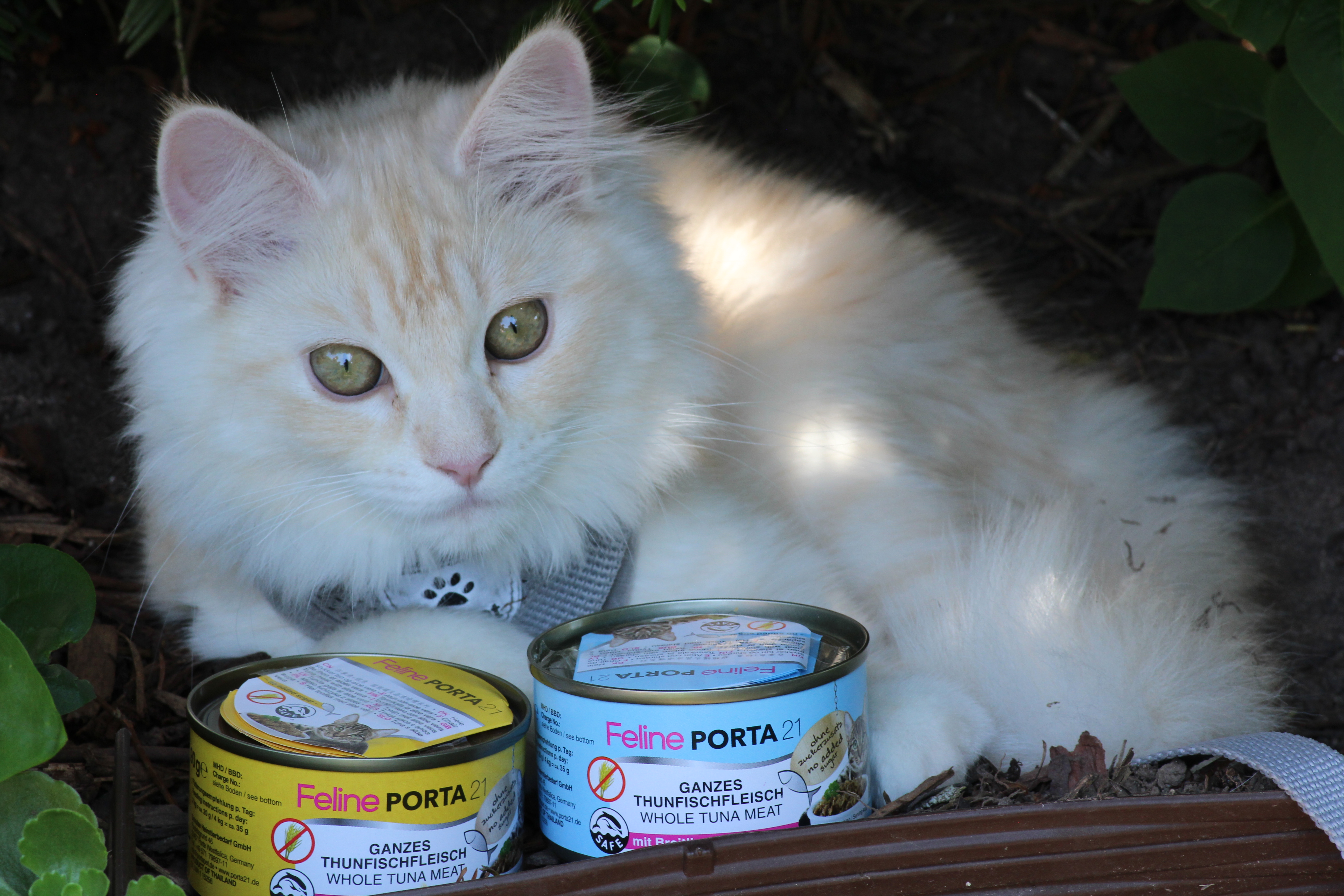 Katze mit Feline PORTA21 Thunfisch mit Aloe Vera