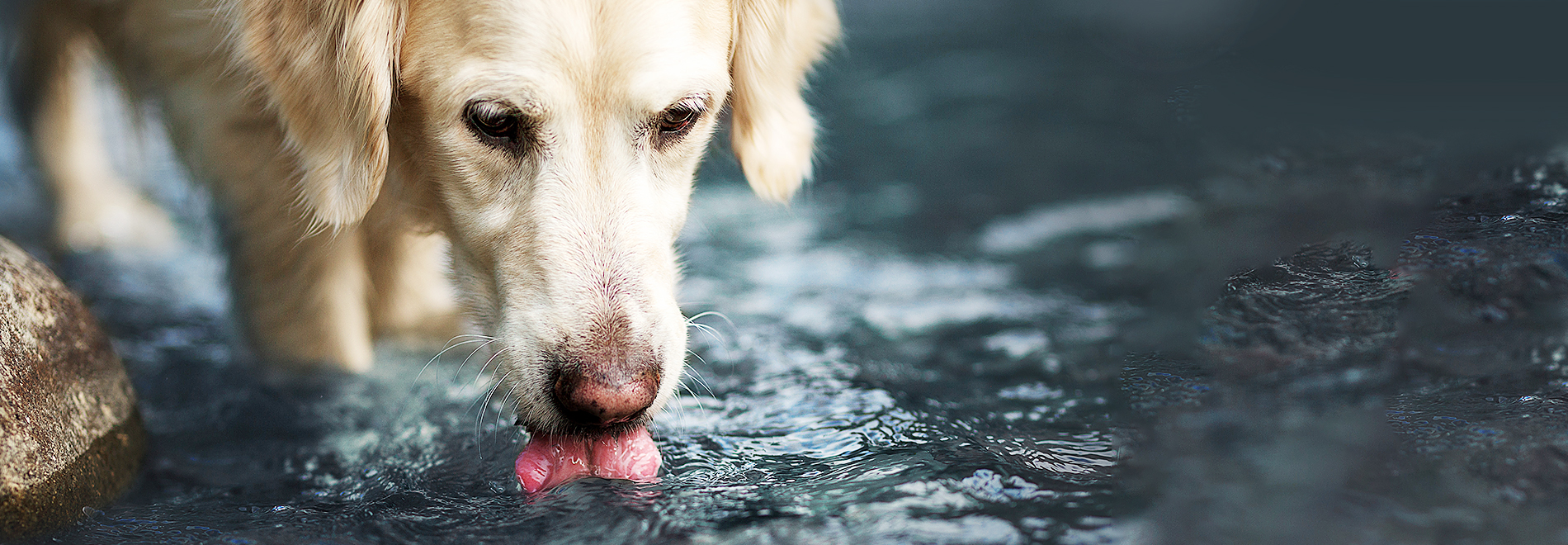 Trinkbrunnen und Näpfe für Hunde