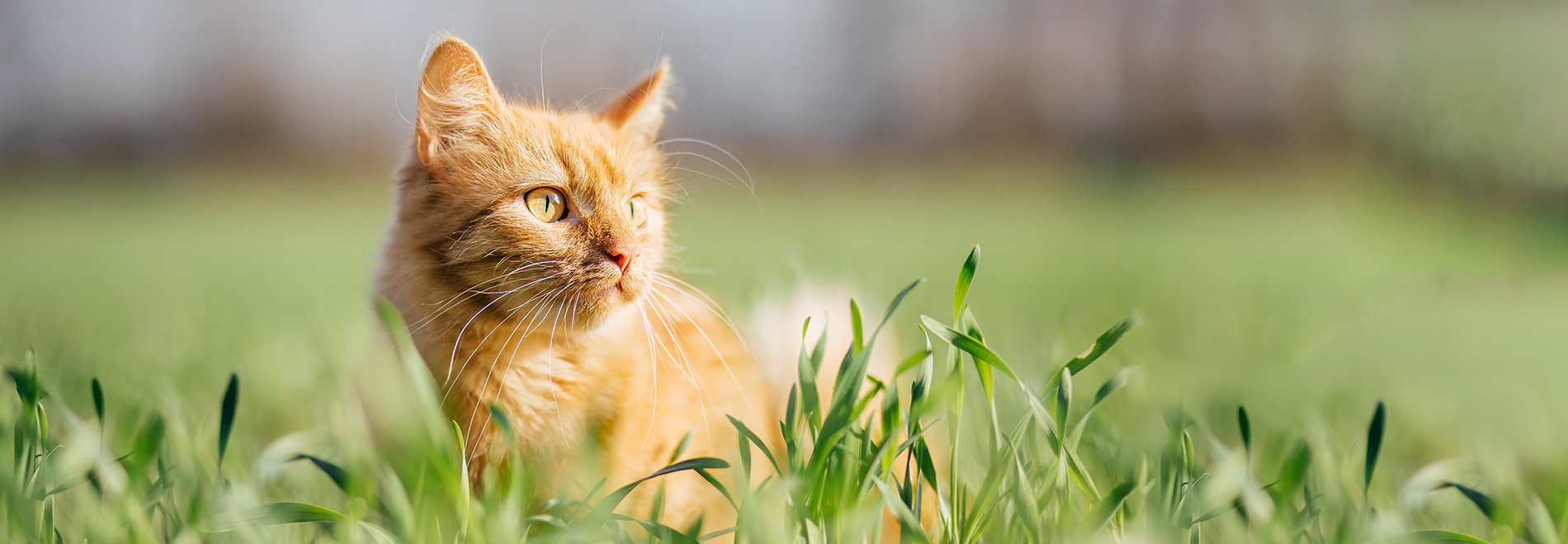 Katze im Sommer Katze im Sommer nach einer Erfrischung