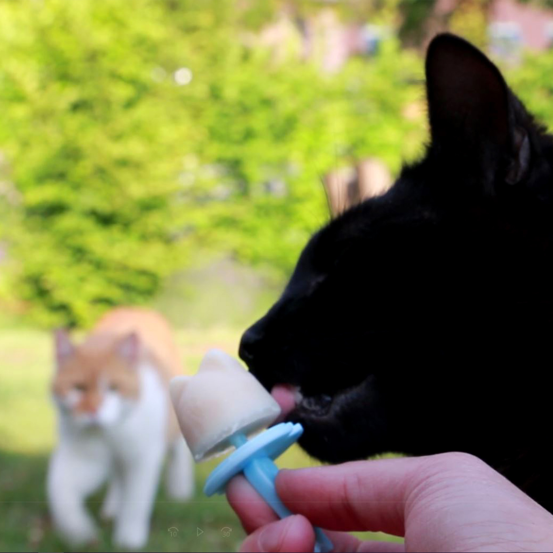 Katze schleckt Kitty Beat Eismischung