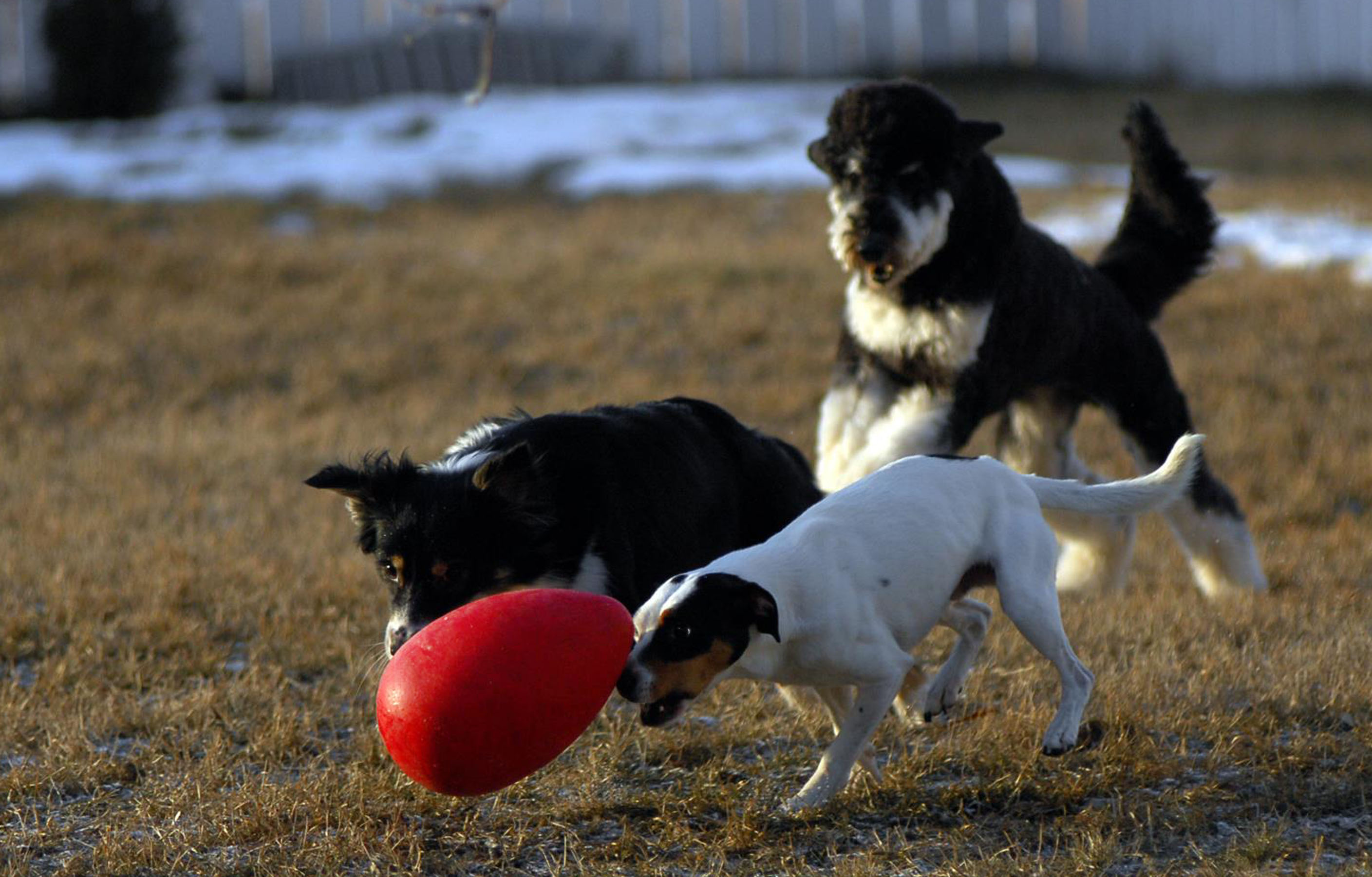 Drei Hunde jagen Jolly Egg