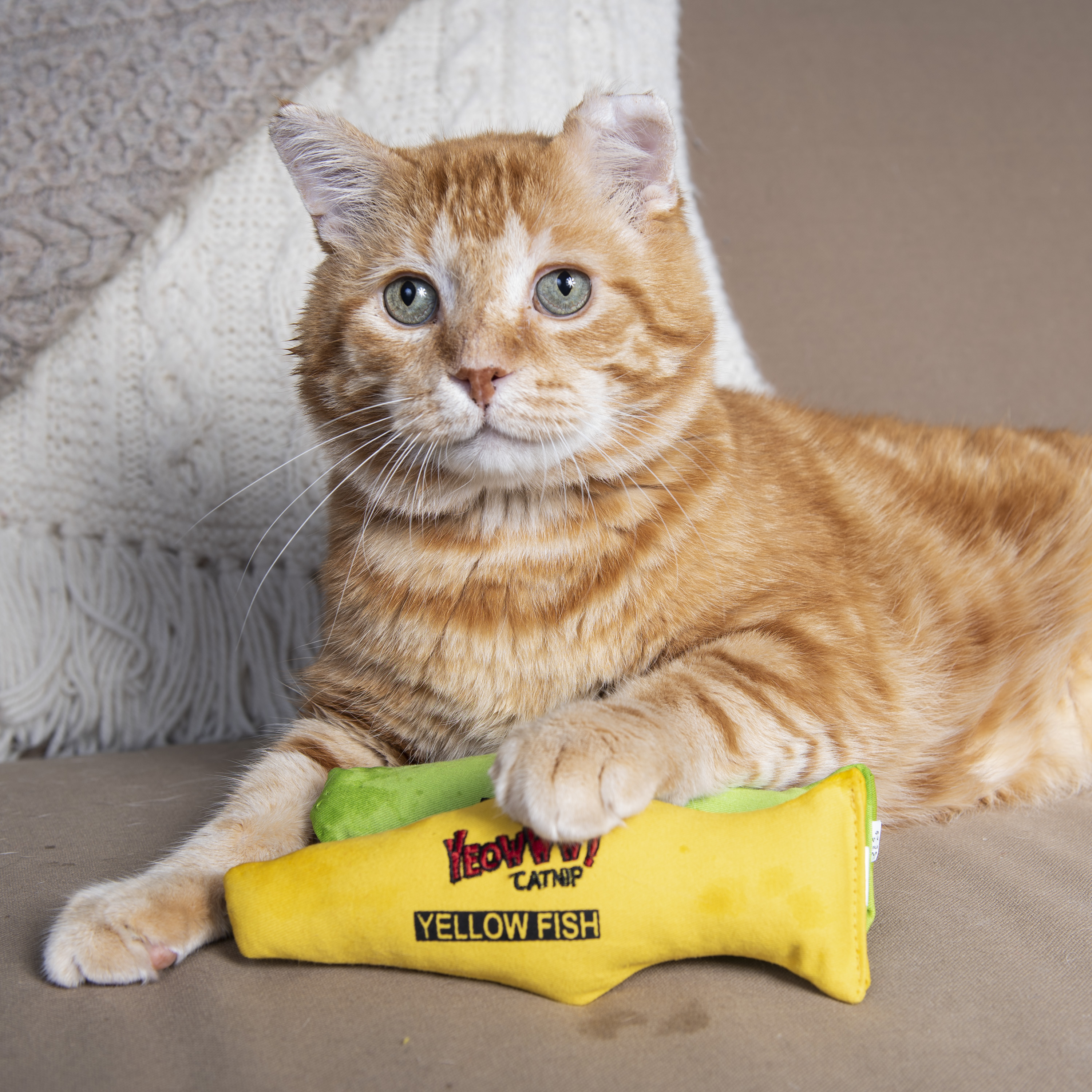 Katze spielt mit Yeowww! Katzenminze Fisch