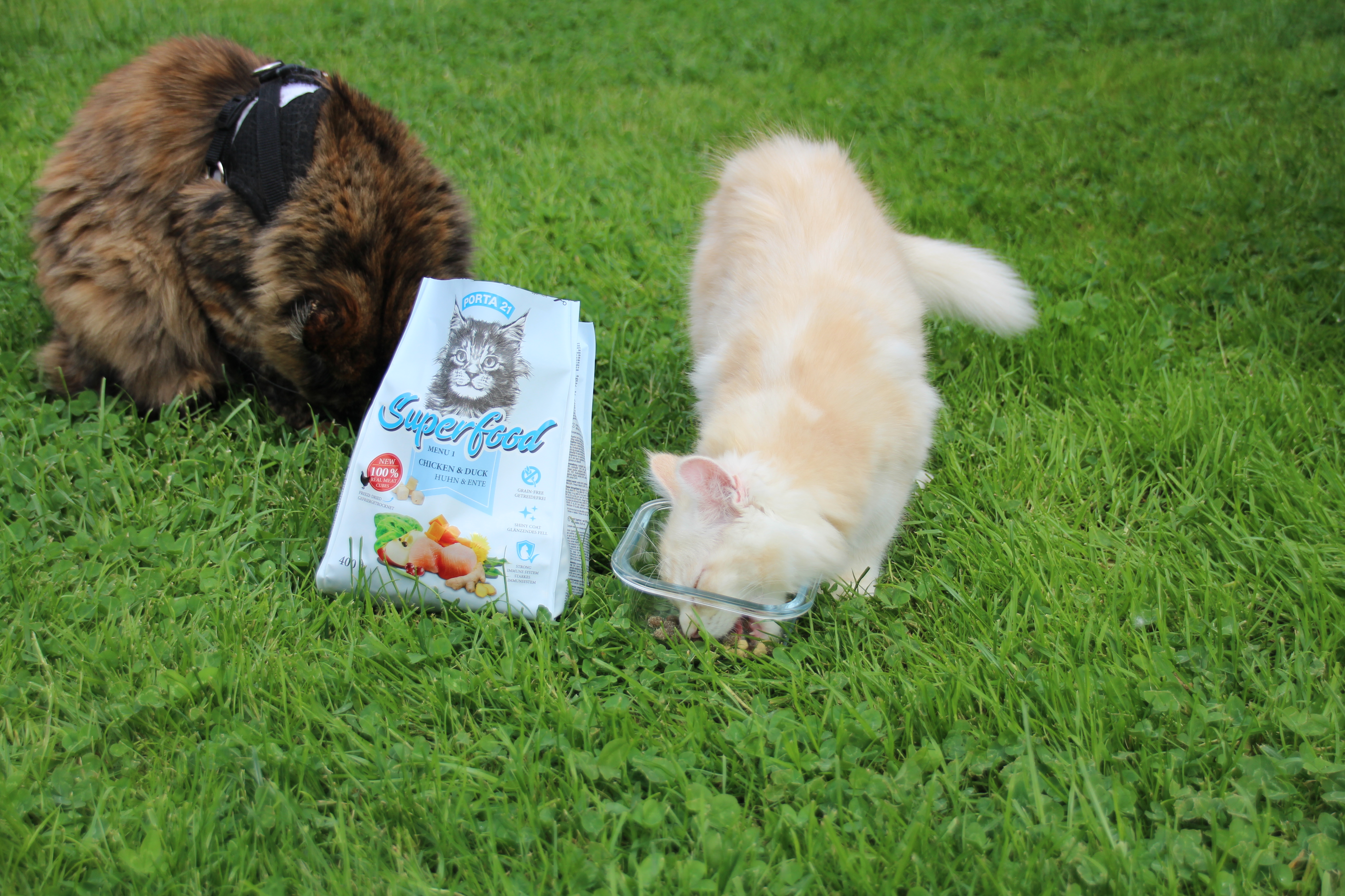 Zwei-Katzen-Superfood-Menu1 Zwei Katzen fressen Superfood Menu1