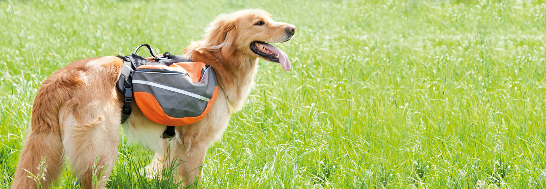 Hund steht mit Rucksack auf der Wiese
