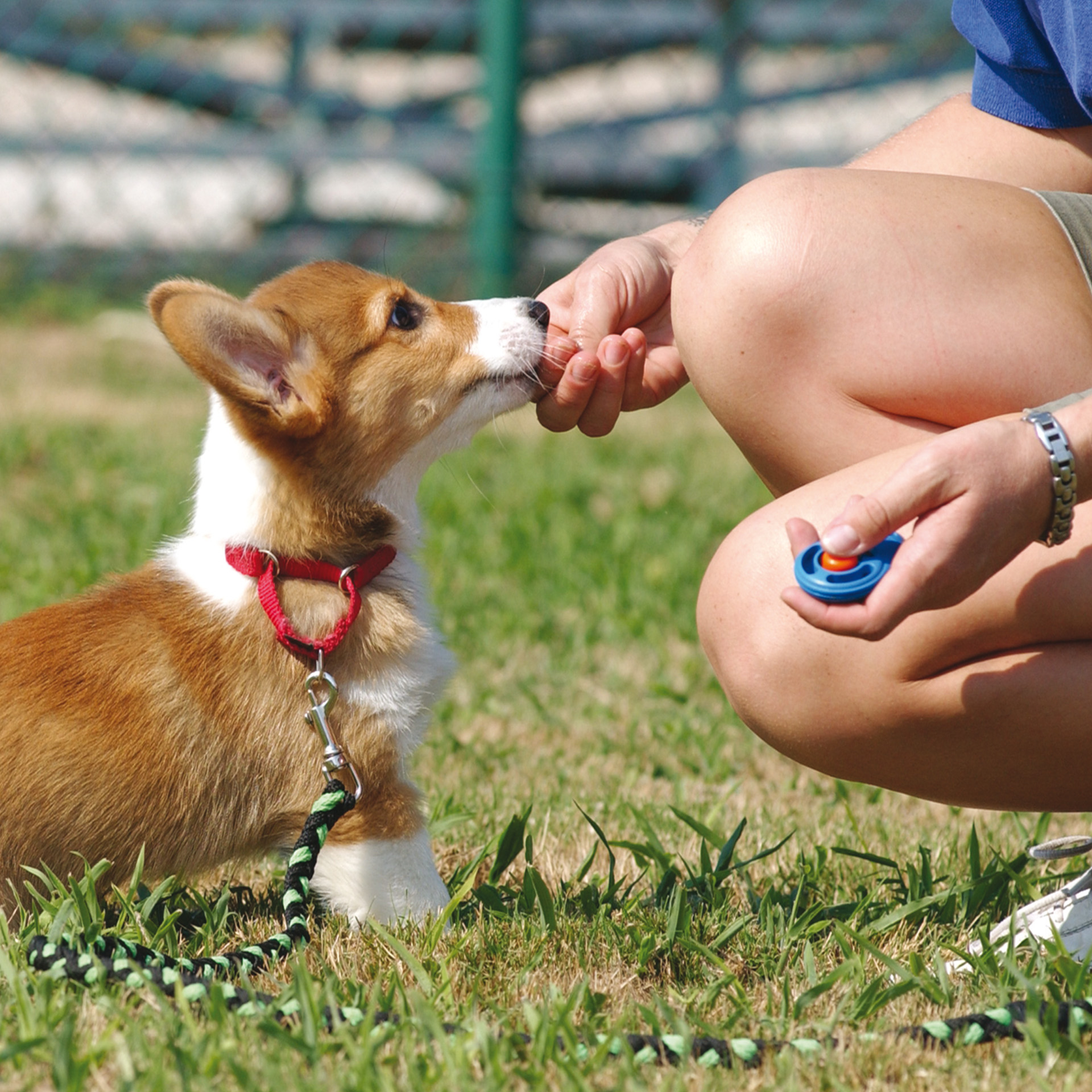 Pro-Training Clicker
