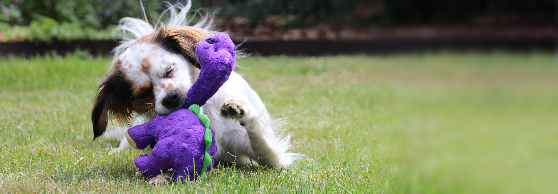 Dog with a squeaker playing on the grass
