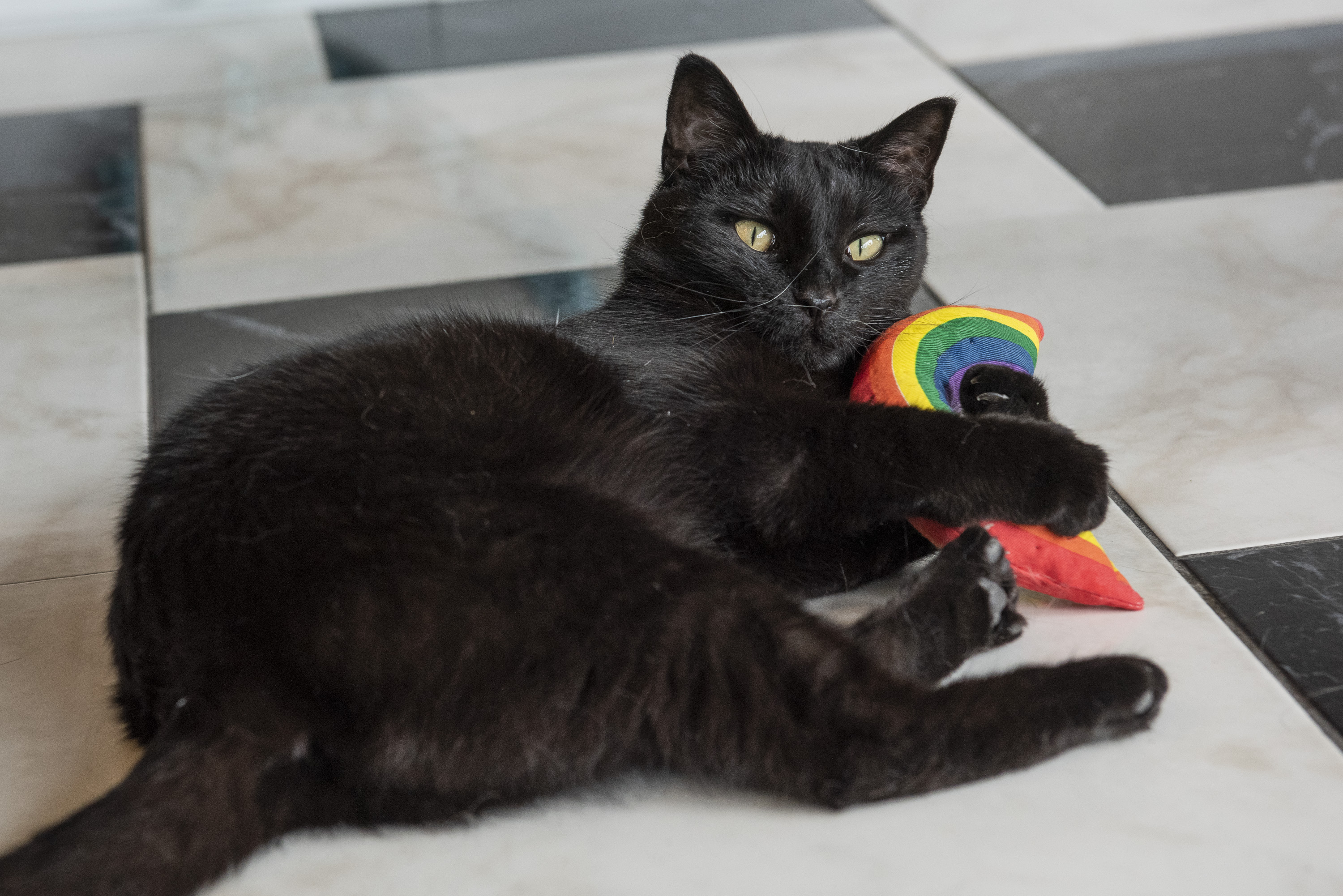 Katze-mit-Yeoww-Regenbogen Katze spielt mit Yeoww Katzenminze Regenbogen