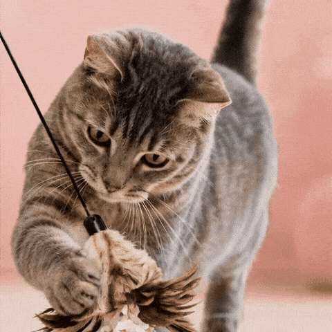 PURRfect Crunchy Feather Spielangel PURRfect Crunchy Feather Spielangel