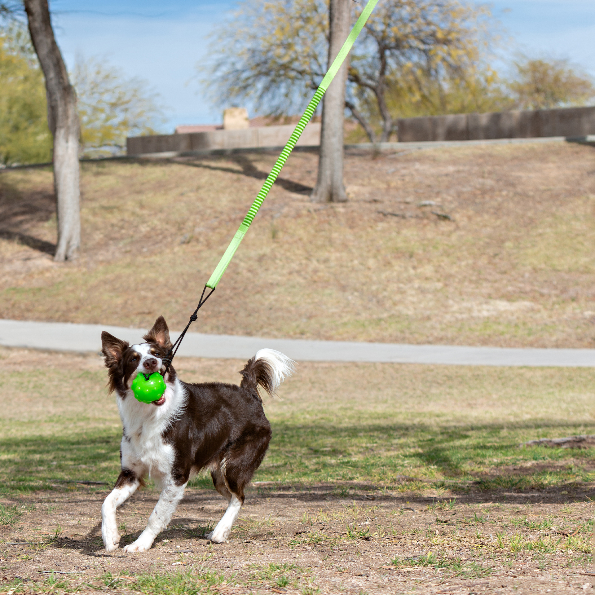 10316_treetugger_productinaction2 Jolly Pet Tree Tugger mit Hund