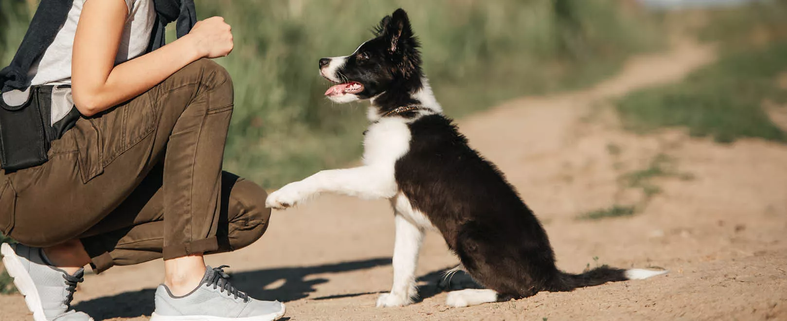 Blogbeitrag Hunde - Hundesnacks für Belohnung & Erziehung