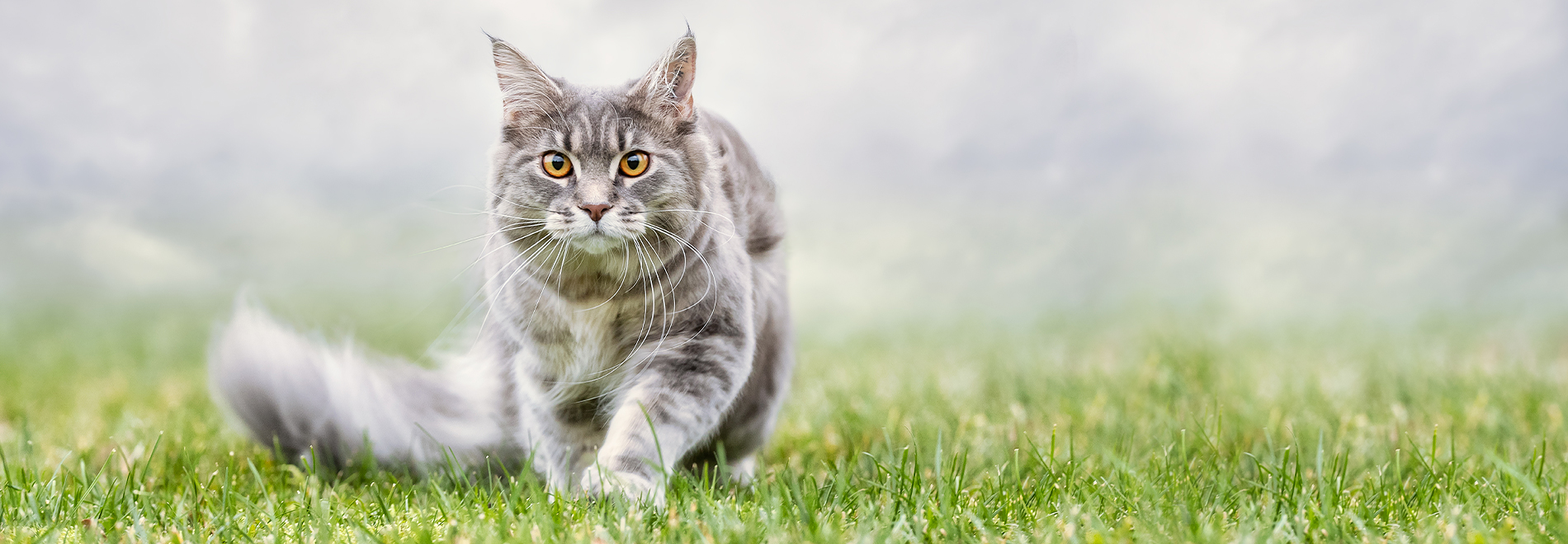 Trockenfutter für Katzen Katze nach der Fütterung mit Trockenfutter