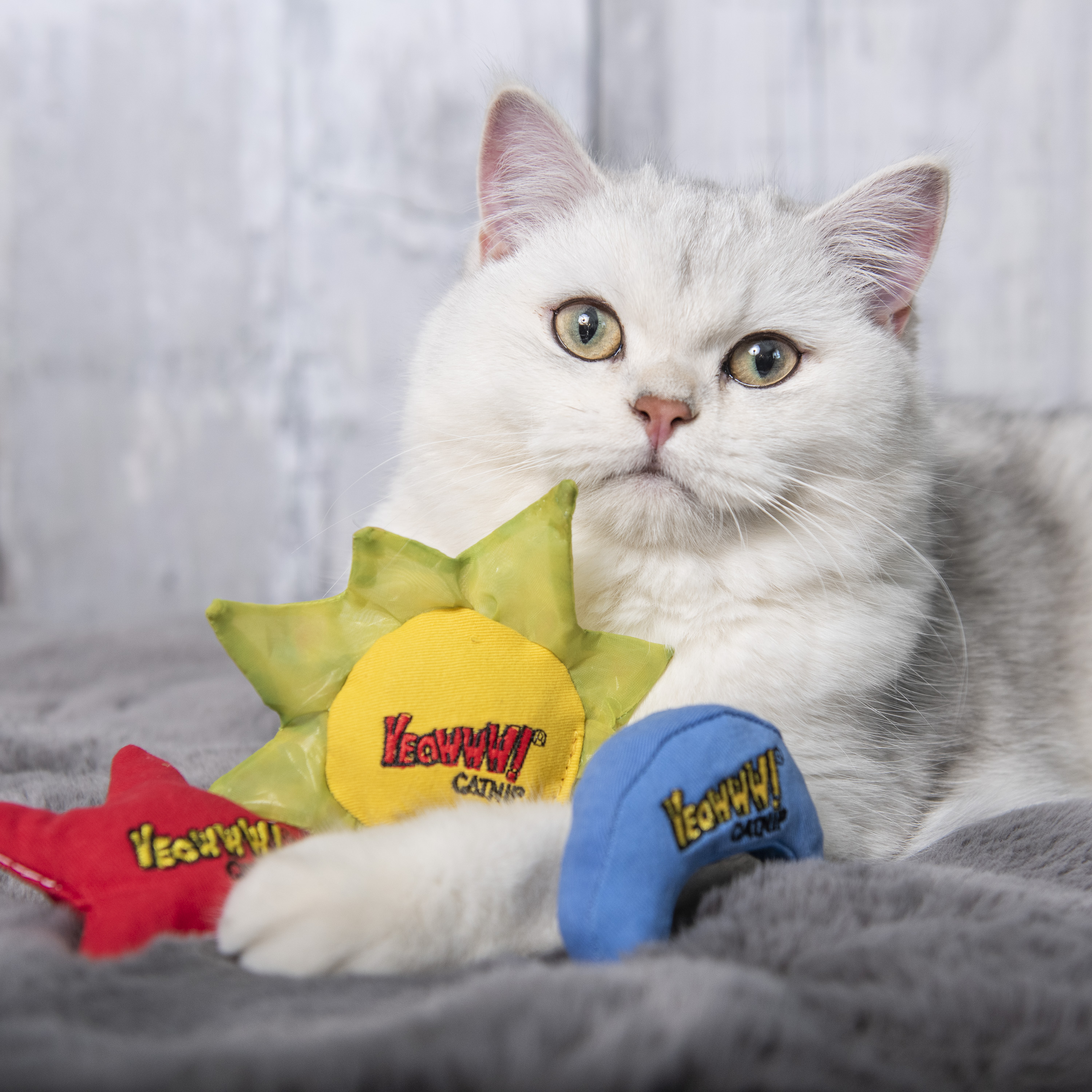 Katze-mit-Yeowww-Sonne-mond-und-Sterne Katze spielt mit Yeowww Katzenminze Sonne Mond und Sterne