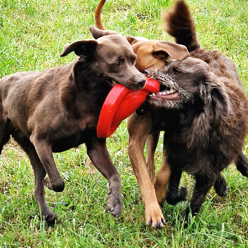 Pia-B-Schmidt_Durafoam-Bacon-Disc-Frisbee_2 Durafoam Bacon Disc (M)