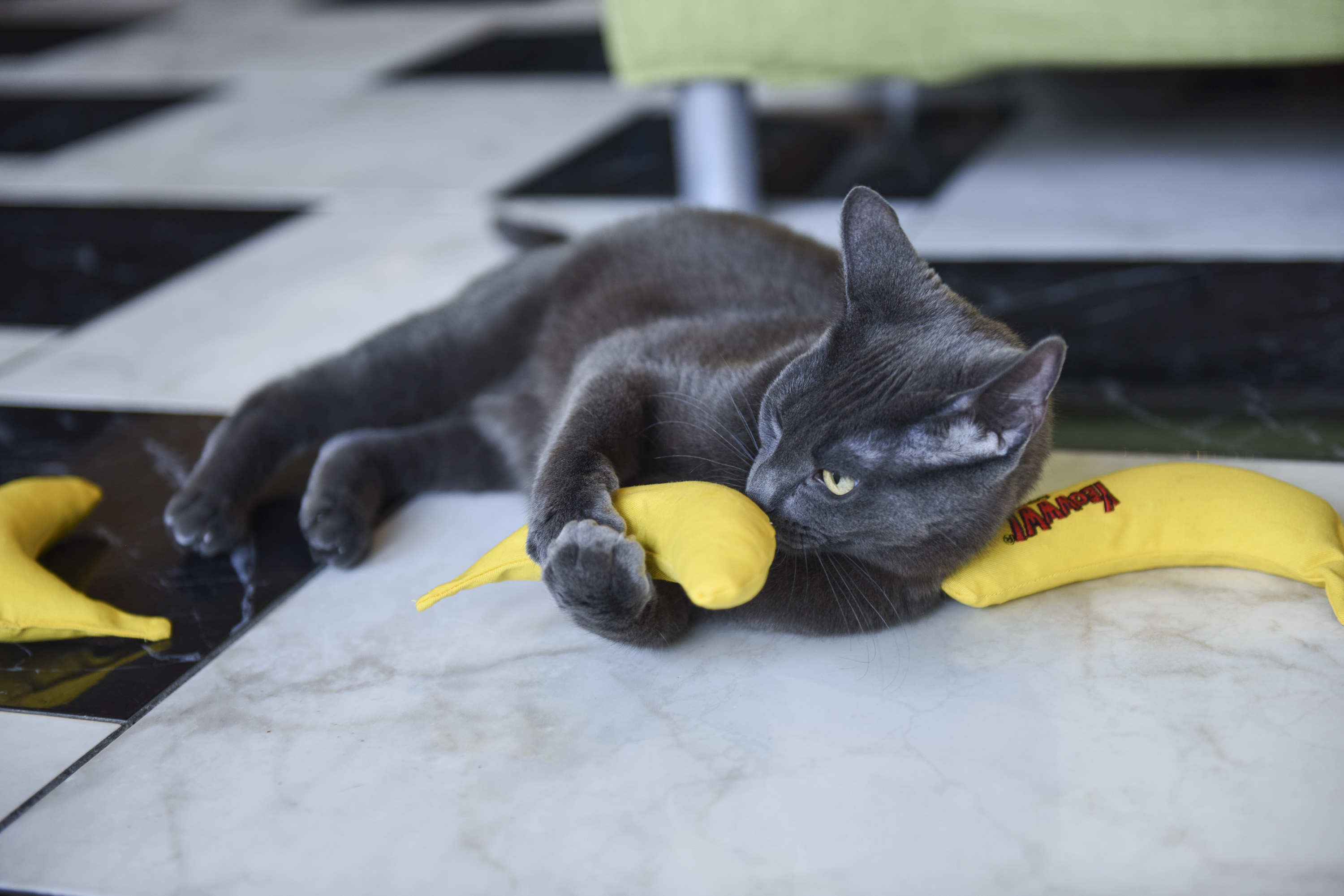 Katze-mit-mehreren-Yeowww-Bananen Katze spielt mit mehreren Yeoww Katzenminze Bananen