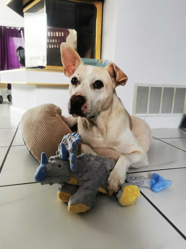 Hund spielt mit goDog Dino Frills grey