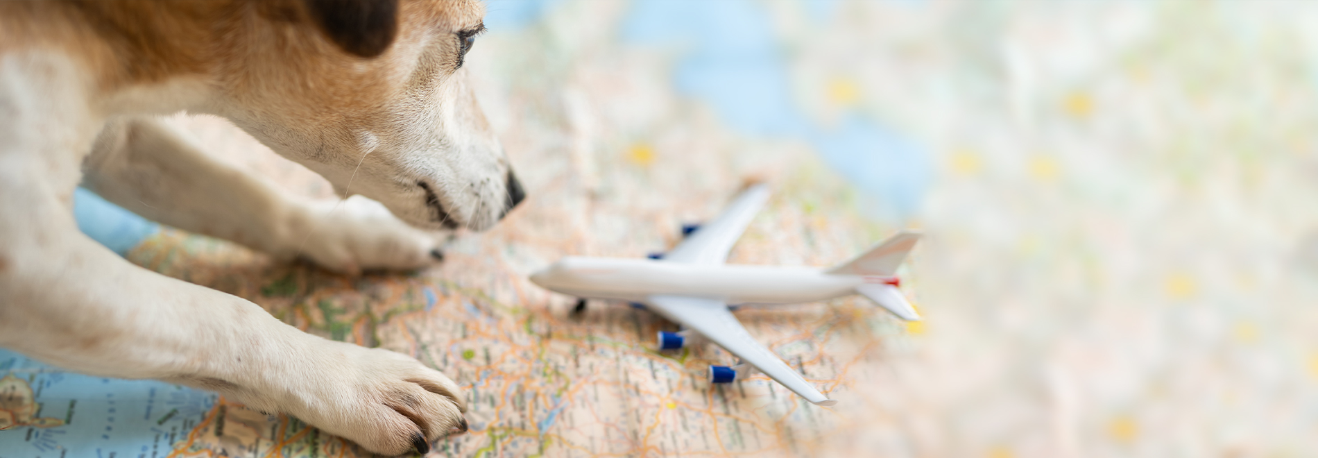 Hund mit Modellflugzeug auf Landkarte