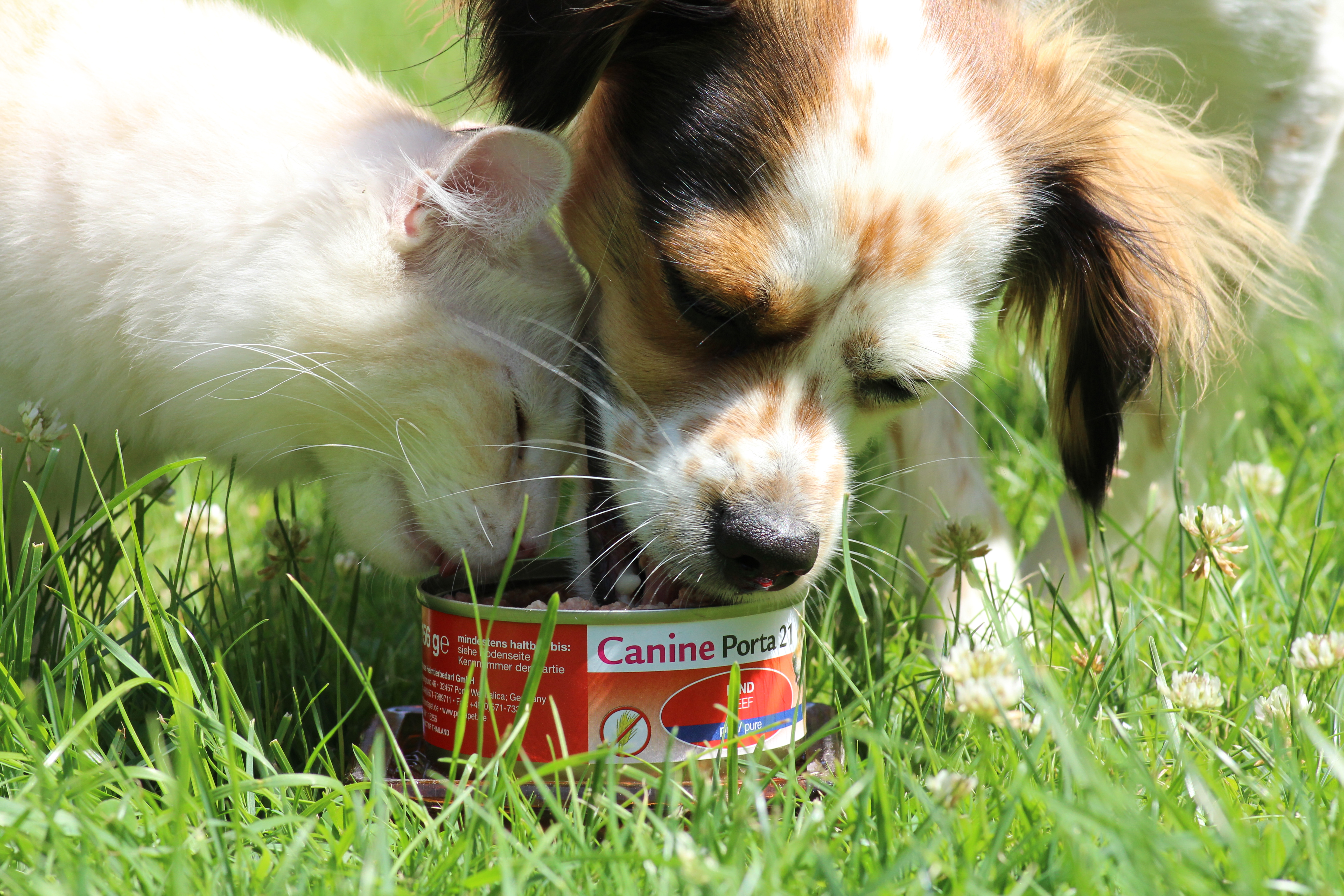 Hund und Katze fressen Canine Porta21 Rind pur
