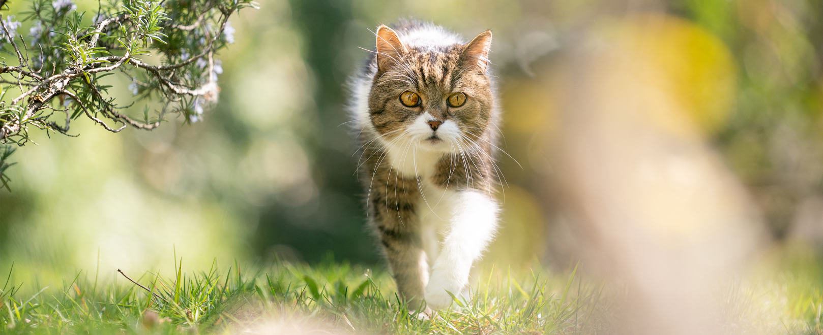 Cats-in-summer-what-does-cats-do-when-its-hot Cats-in-summer-what-does-cats-do-when-its-hot