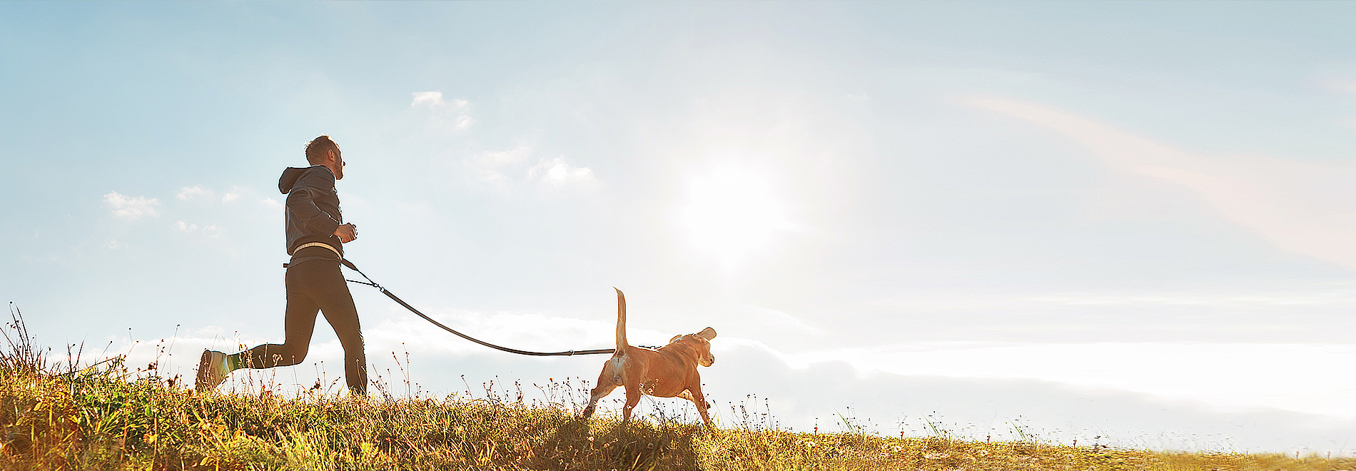 Hund neben Jogger an der Leine
