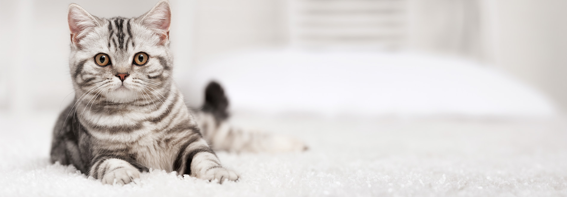 Katze liegt aus einem Teppich
