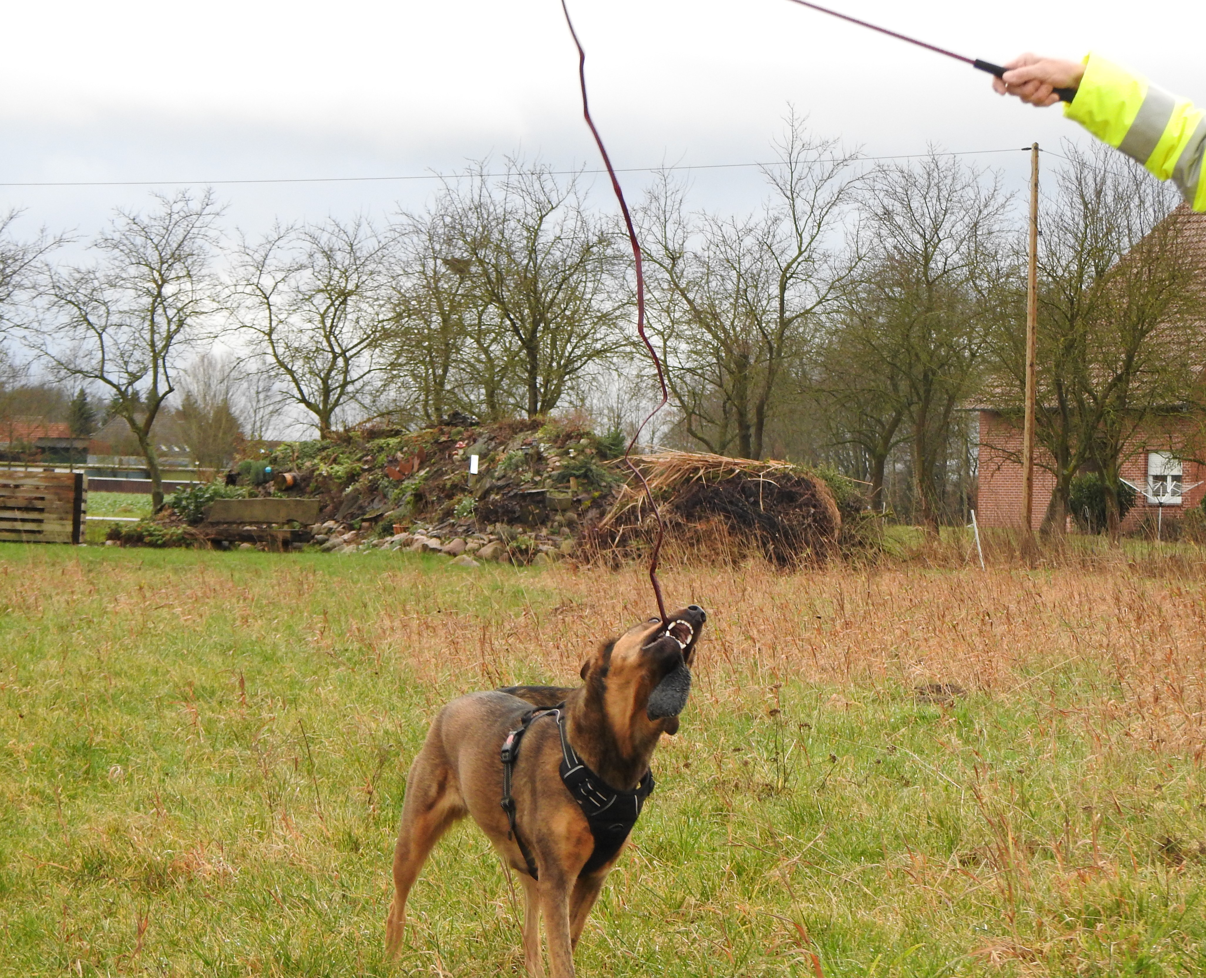 Hund-beisst-in-Trainingsangel Hund zerrt an Trainingsangel Catch Me