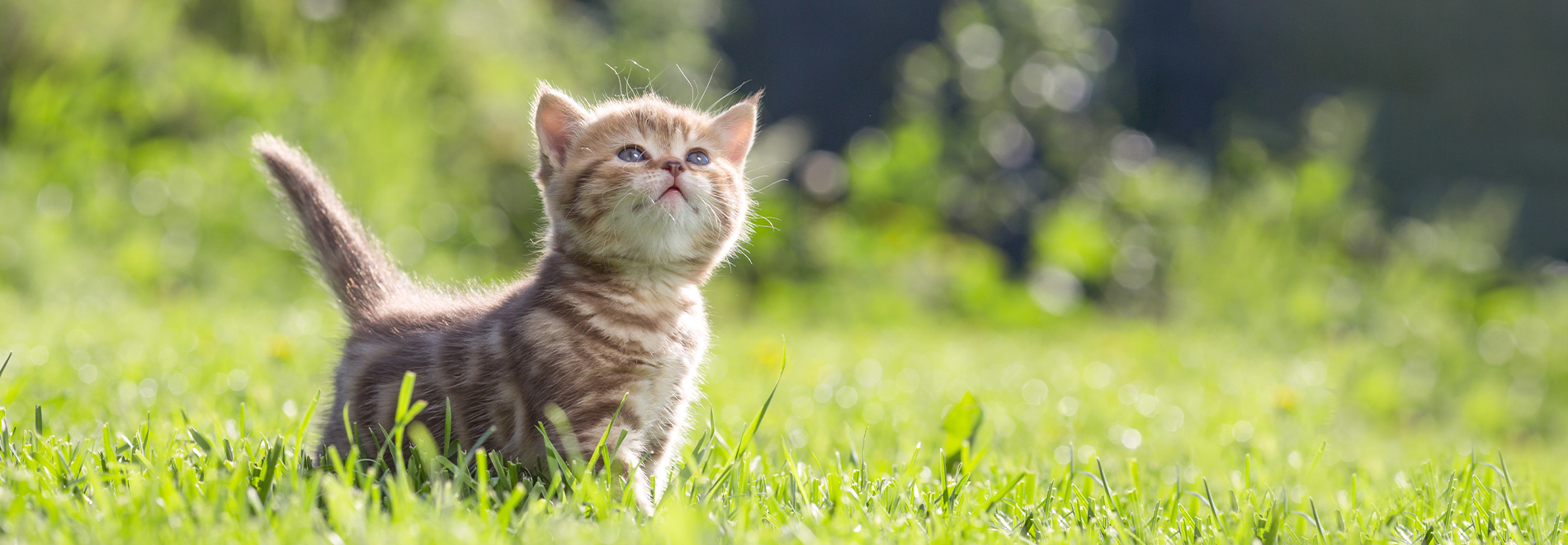pflanzliche Katzenstreu
