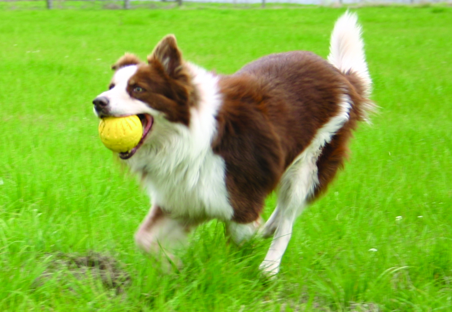 Hund-mit-Dura-Foam-Ball Sheppard mit Fantastic Durafoam Ball gelb