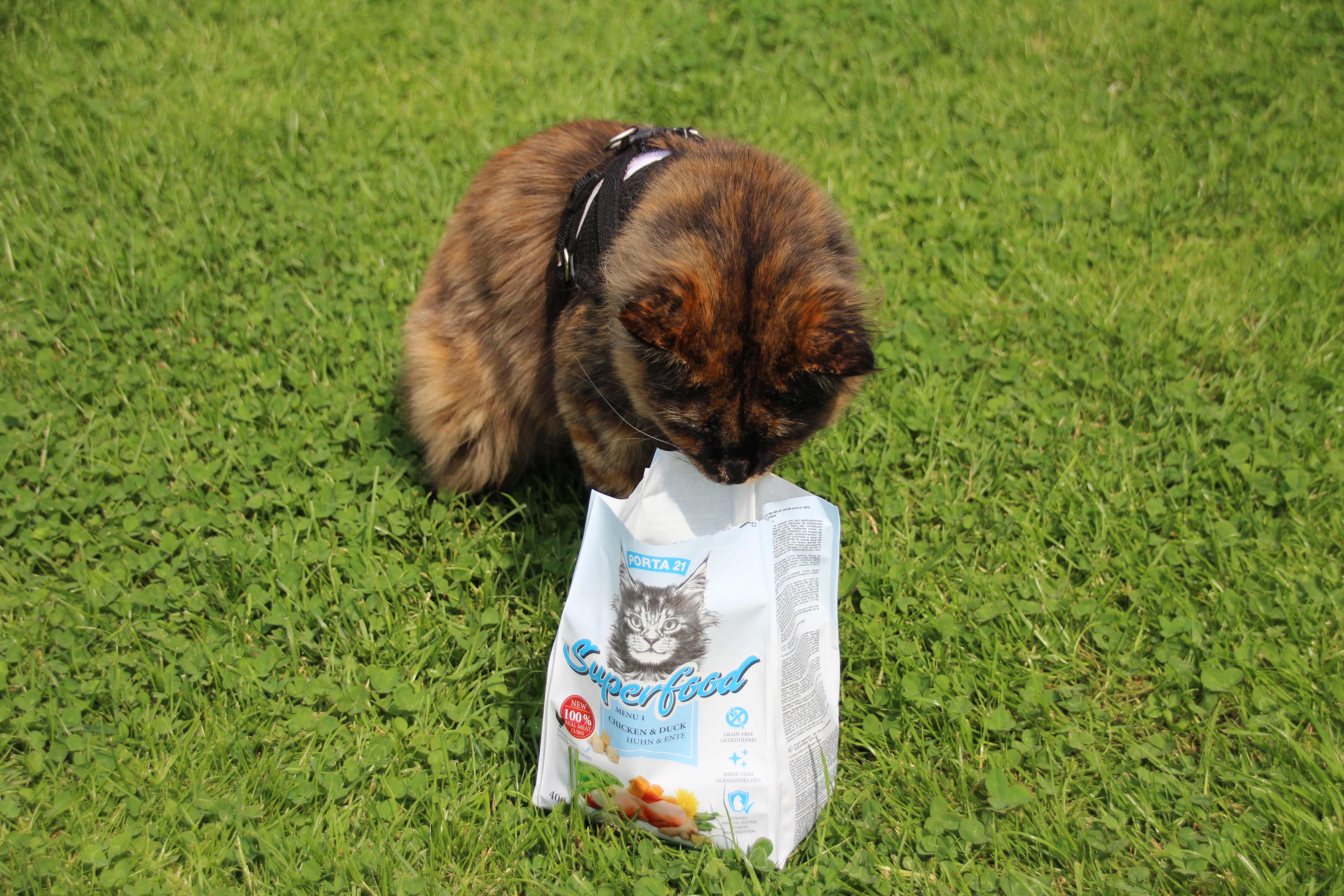Dunkle-Katze-mit-Superfood Dunkle Katze mit Kopf in Superfood Tüte