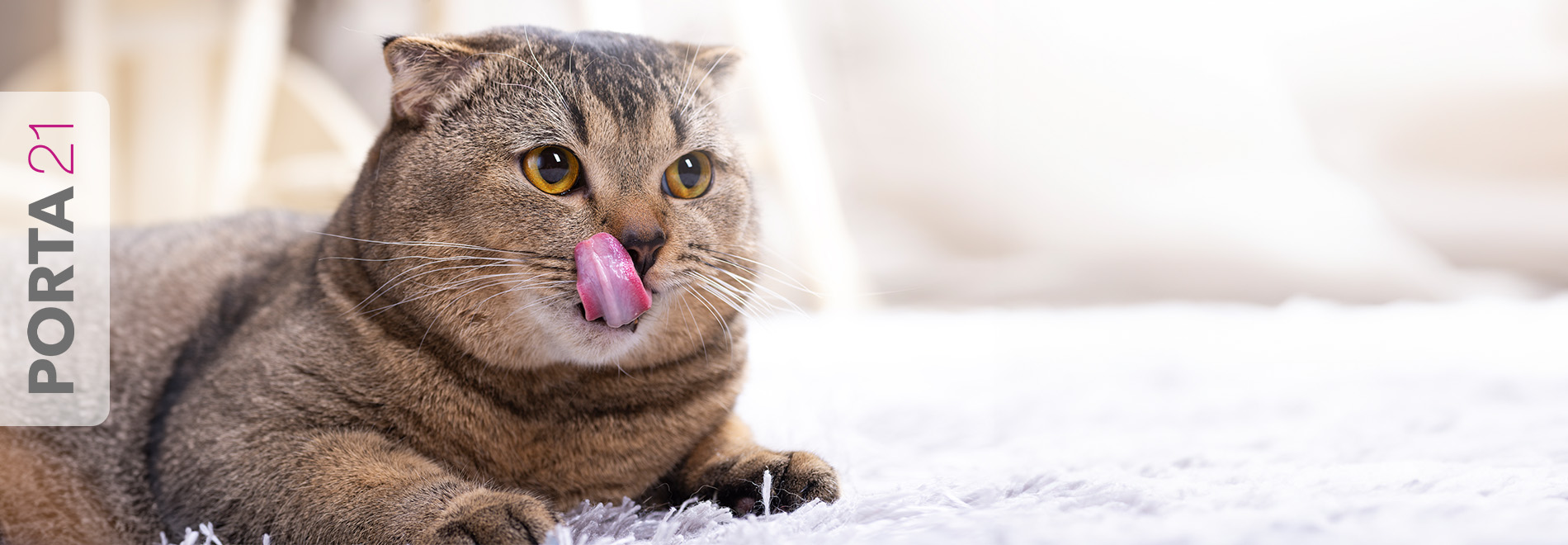 Katze leckt sich das Maul nach Fütterung