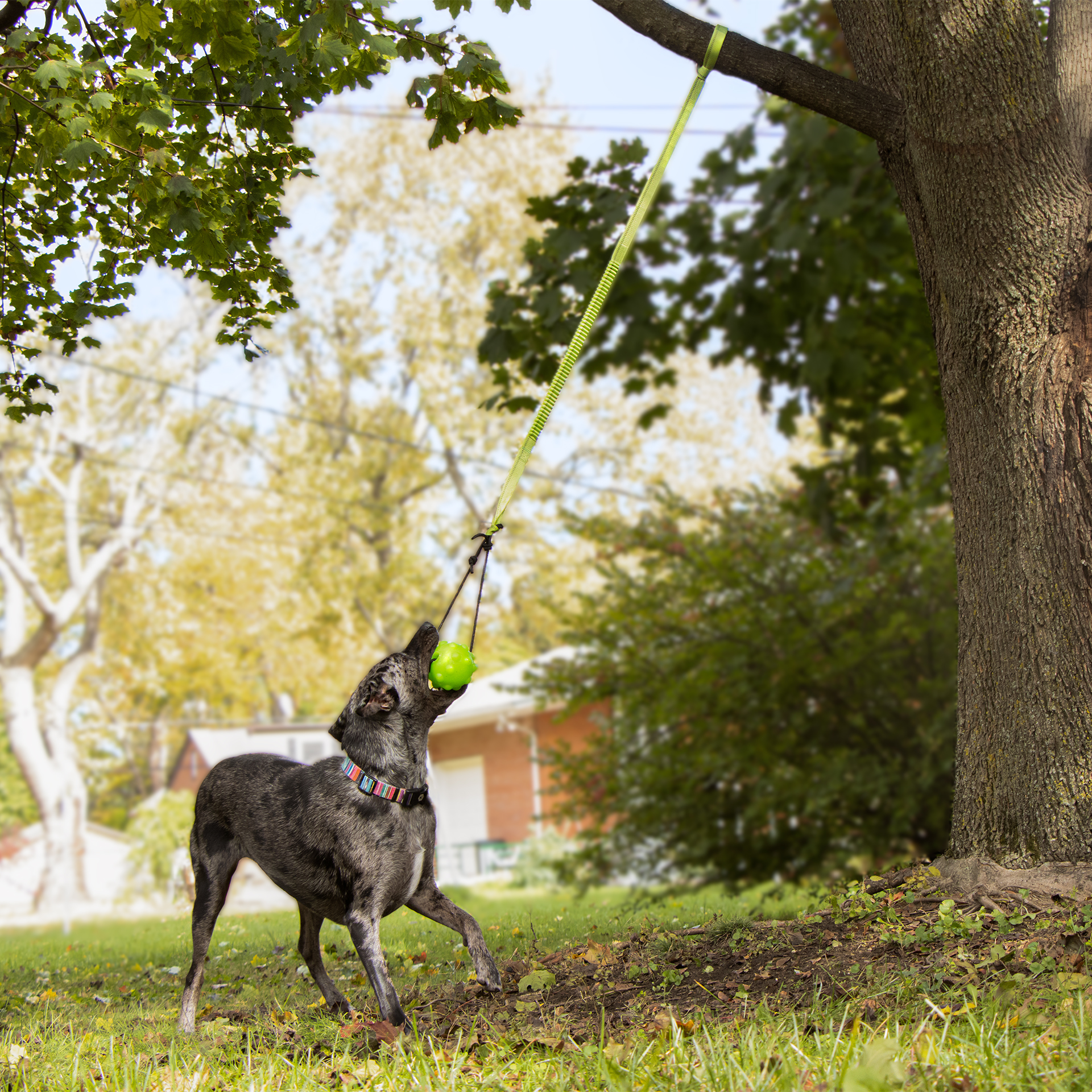 10316_treetugger_productinaction Jolly Pet Tree Tugger am Baum