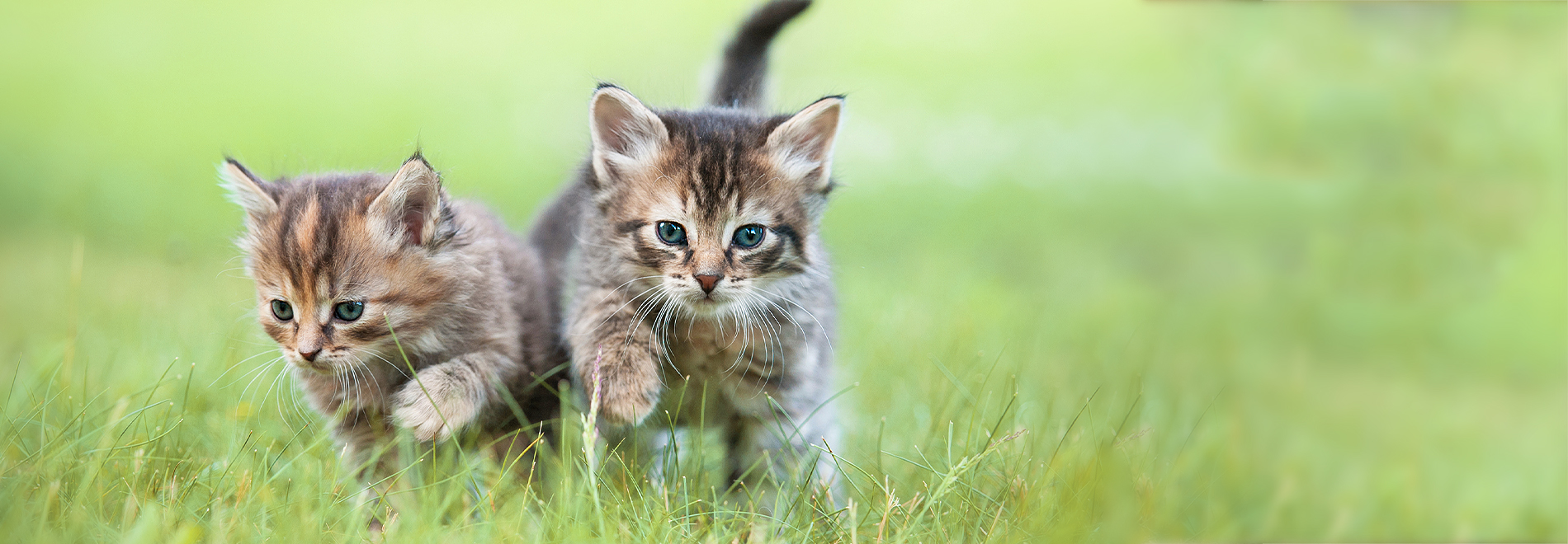Kitten Zwei Kitten auf einer Wiese