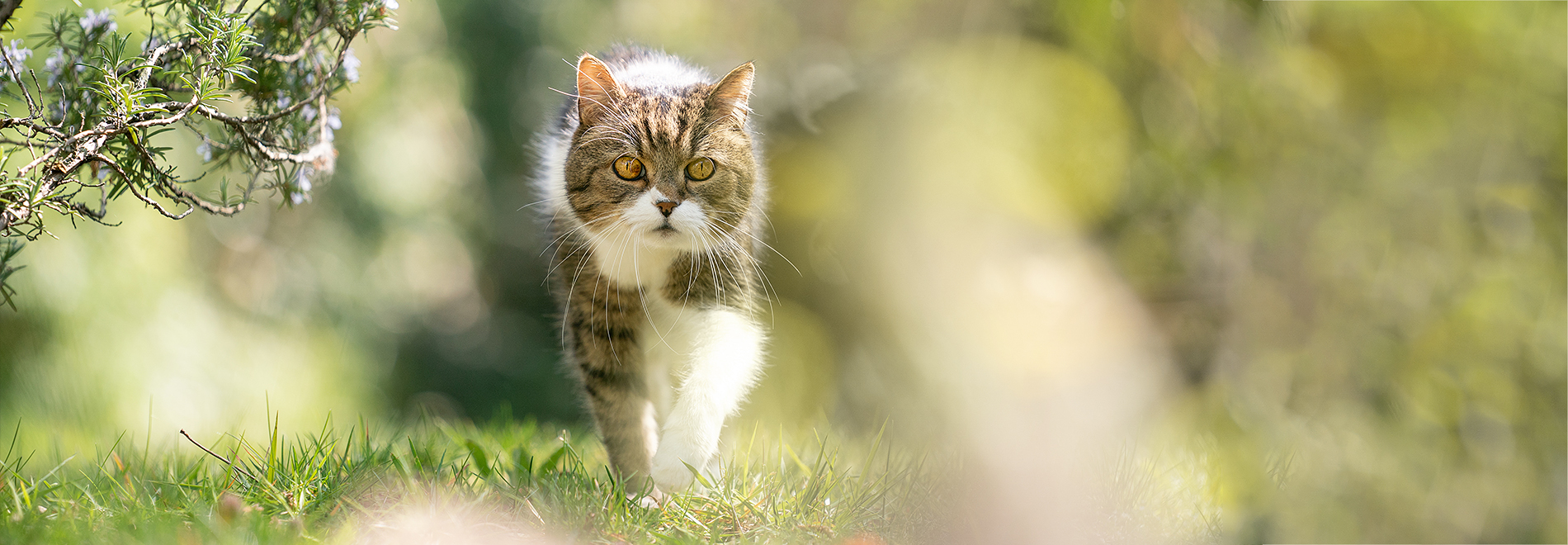 neue Produkte für Ihre Katze