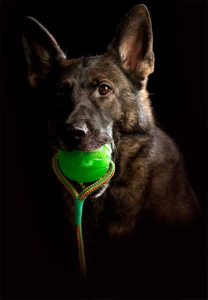 Sch-ferhund-mit-Chew-Ball Schäferhund mit Swing n' Fling Chew Ball