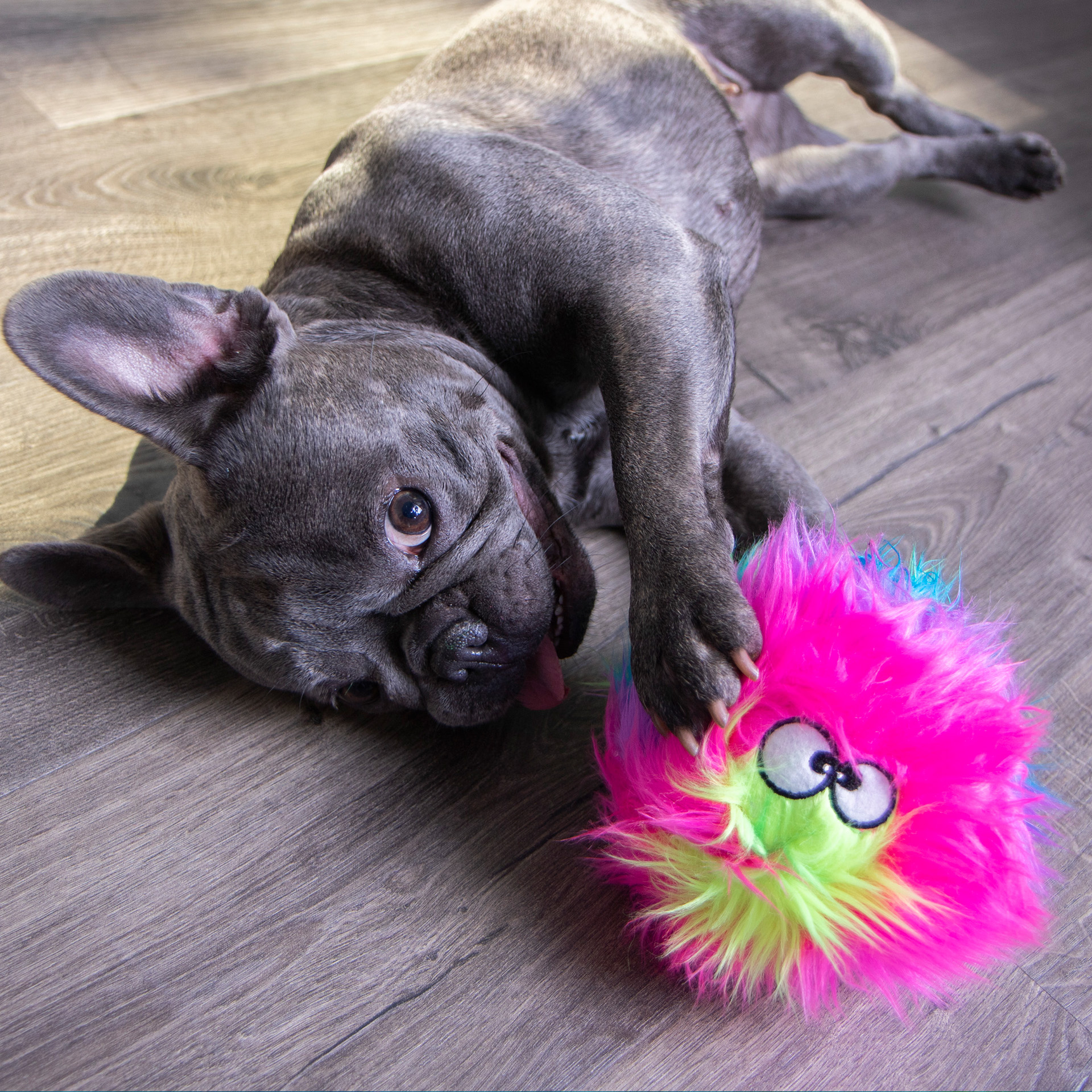 Hund spielt mit goDog™ Furballz Regenbogen S
