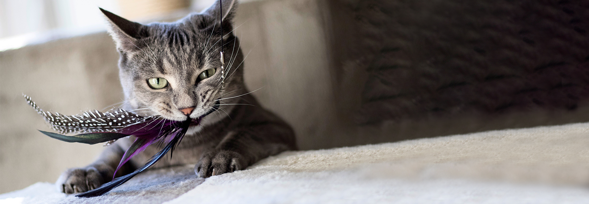 Katze spielt mit einer Katzenspielangel
