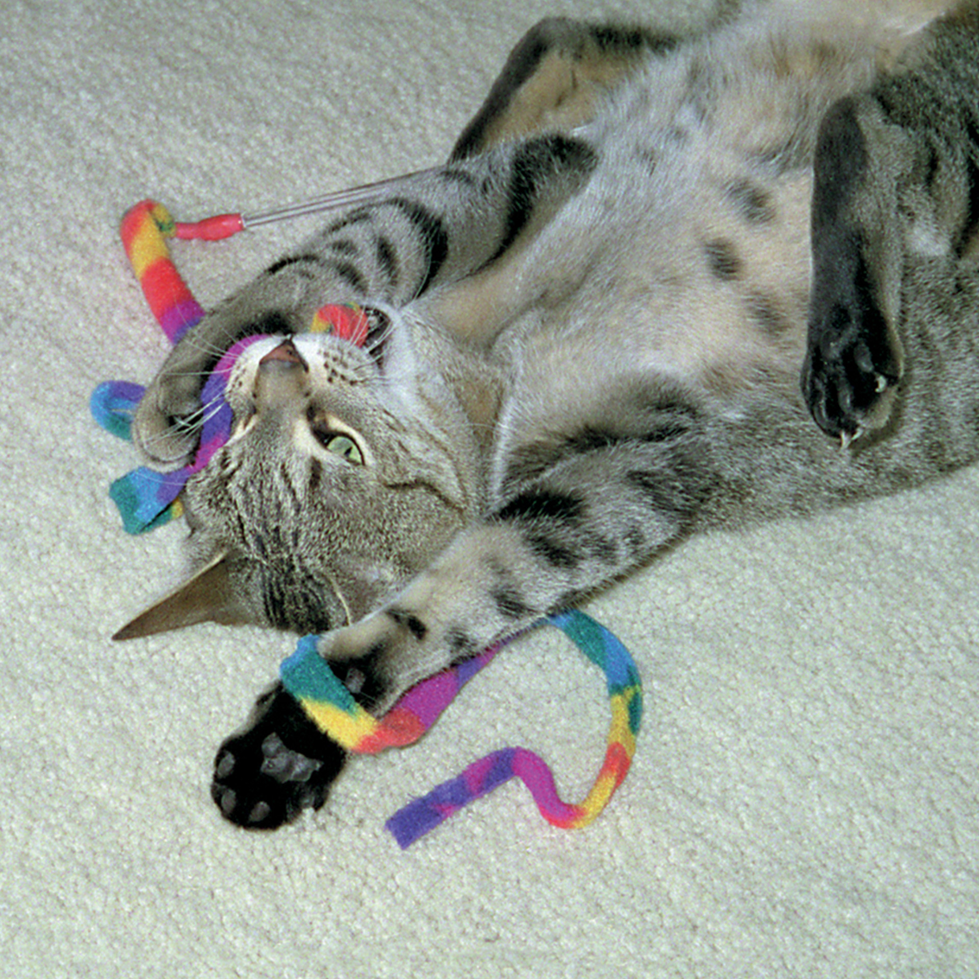 Cat Charmer Colored Cat Teaser