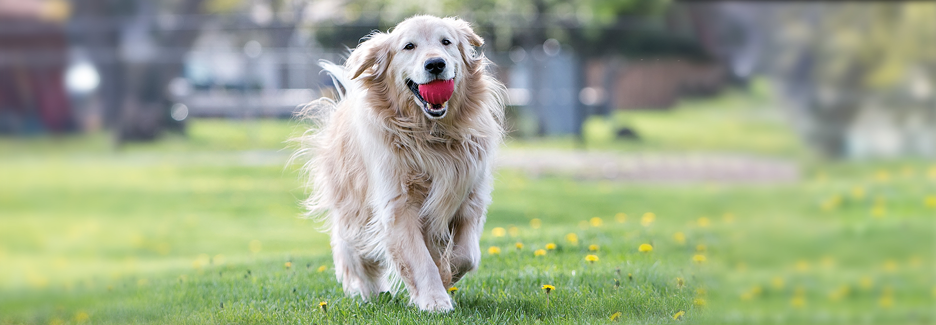Hund mit einem Kauspielzeug auf der Wiese
