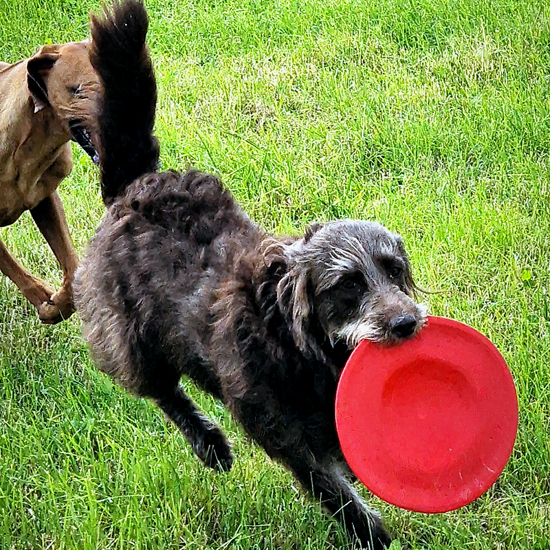 Pia-B-Schmidt_Durafoam-Bacon-Disc-Frisbee_1 Durafoam Bacon Disc (M)