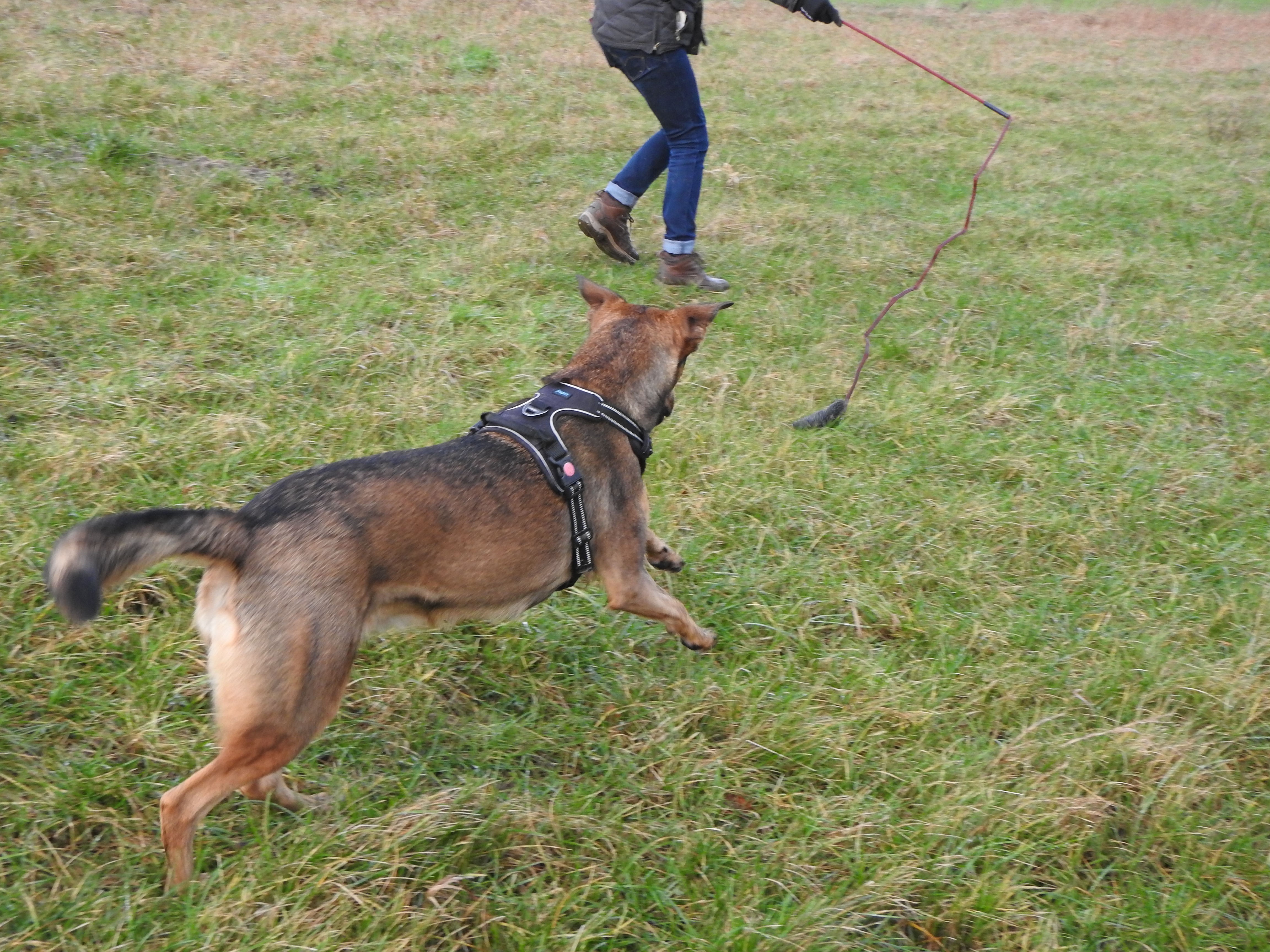 Hund-jagt-Catch-me-Trainingsangel Hund jagt Trainingsangel Catch Me