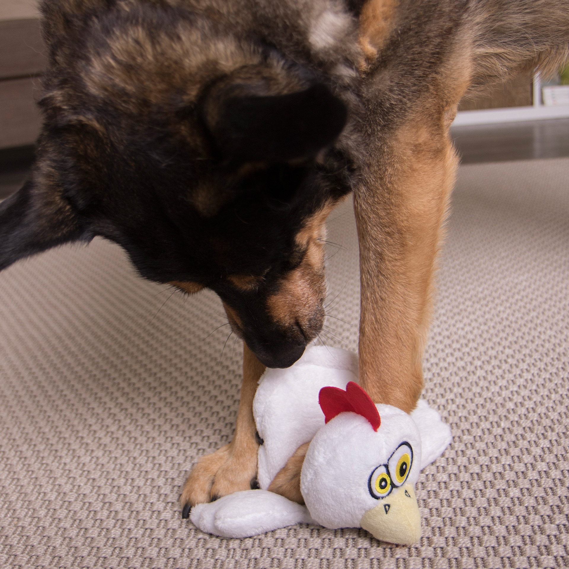 HearDoggy_chicken_39523_09 Hund spielt mit Hear Doggy Flattie- Huhn