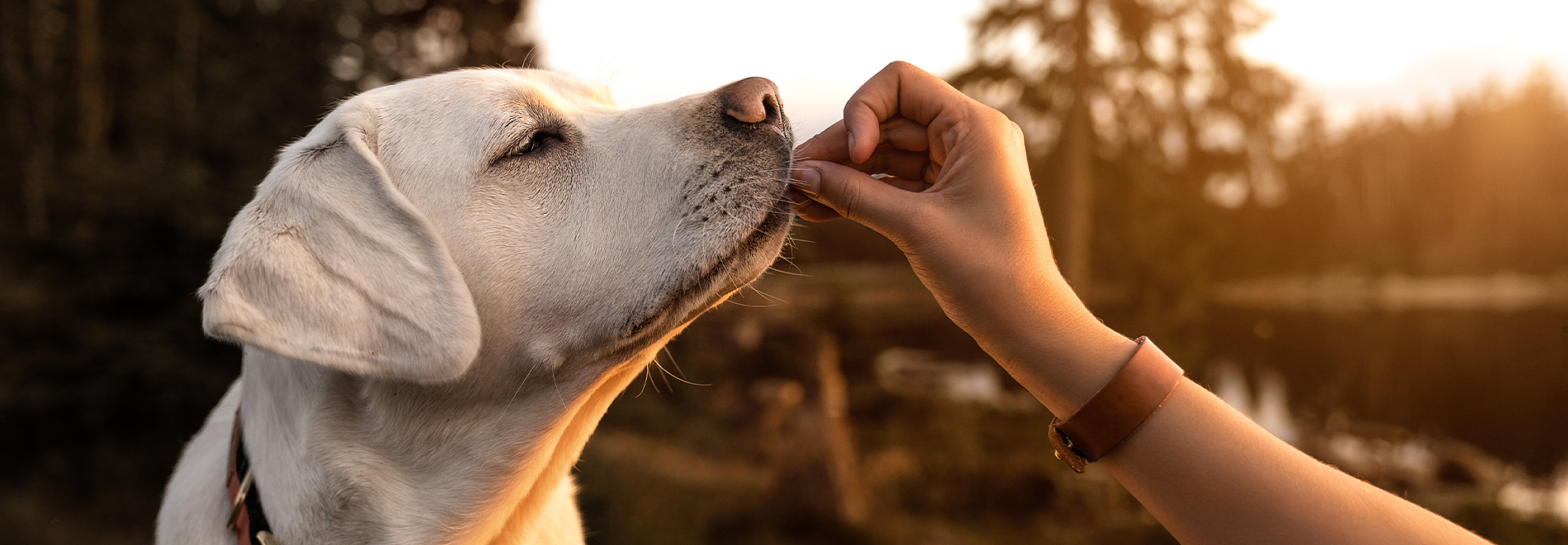 Hundesnacks Hund bekommt zur Belohnung Hundesnacks