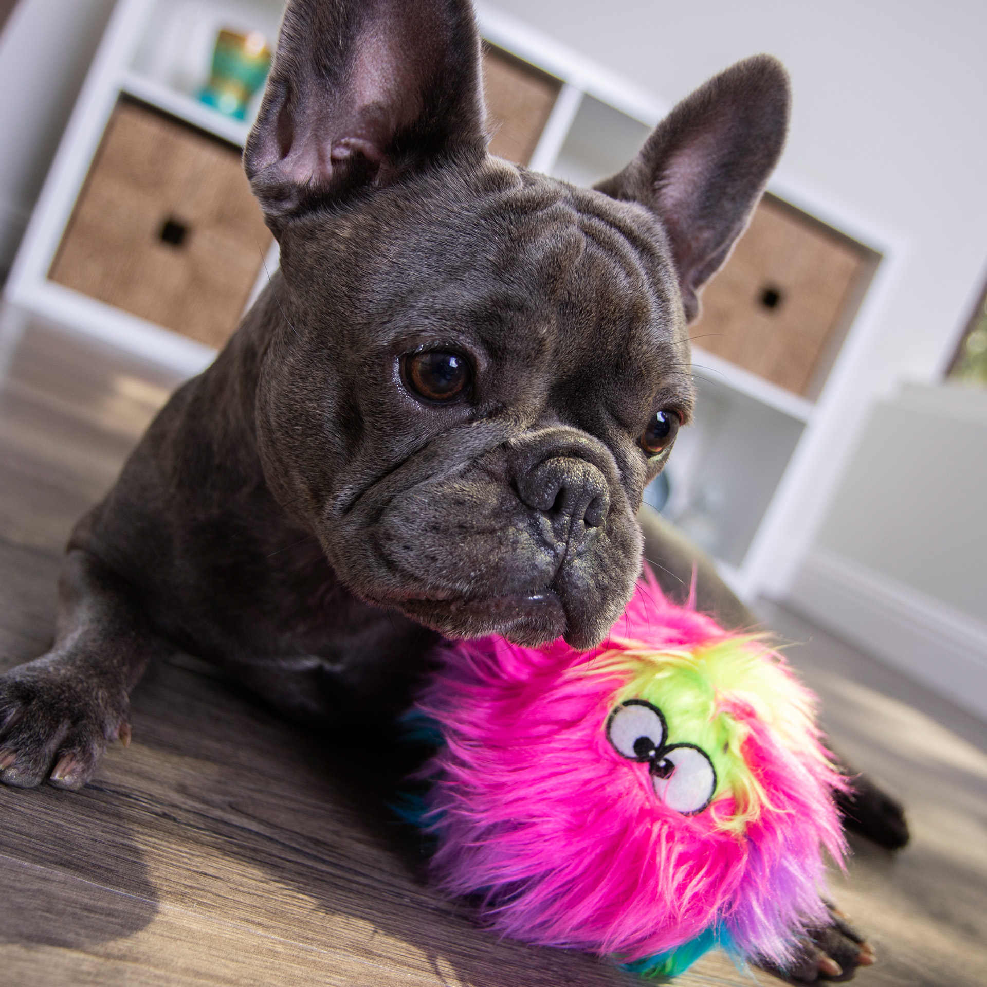 Hund kuschelt mit goDog™ Furballz Regenbogen S