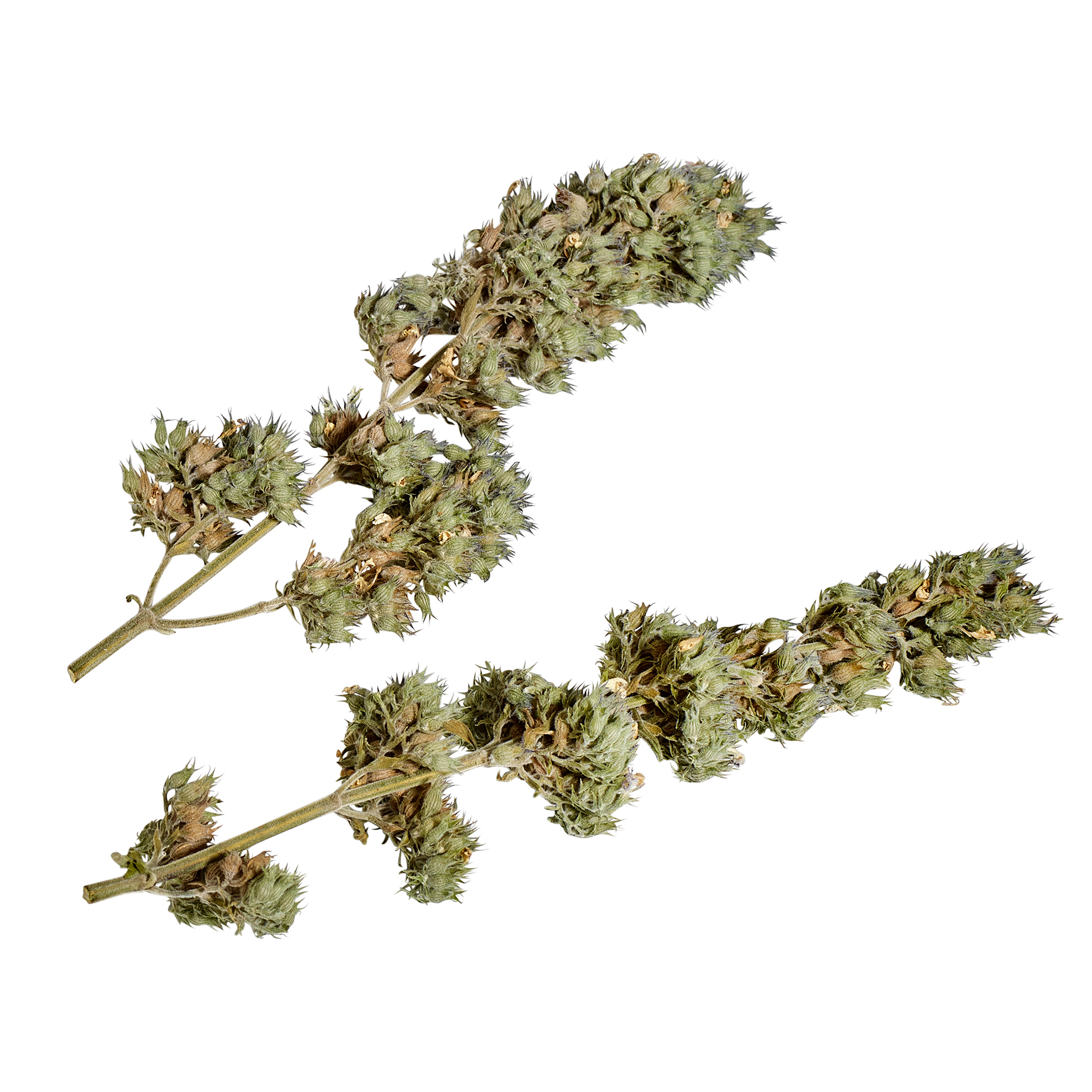 4533_yeowww_buds_lose Yeowww! Catnip Buds Katzenminze lose
